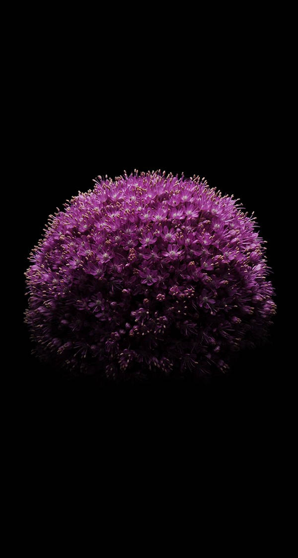 花 桌布 壁紙 — 一個球狀的紫色蔥花在純黑背景下鮮豔綻放。