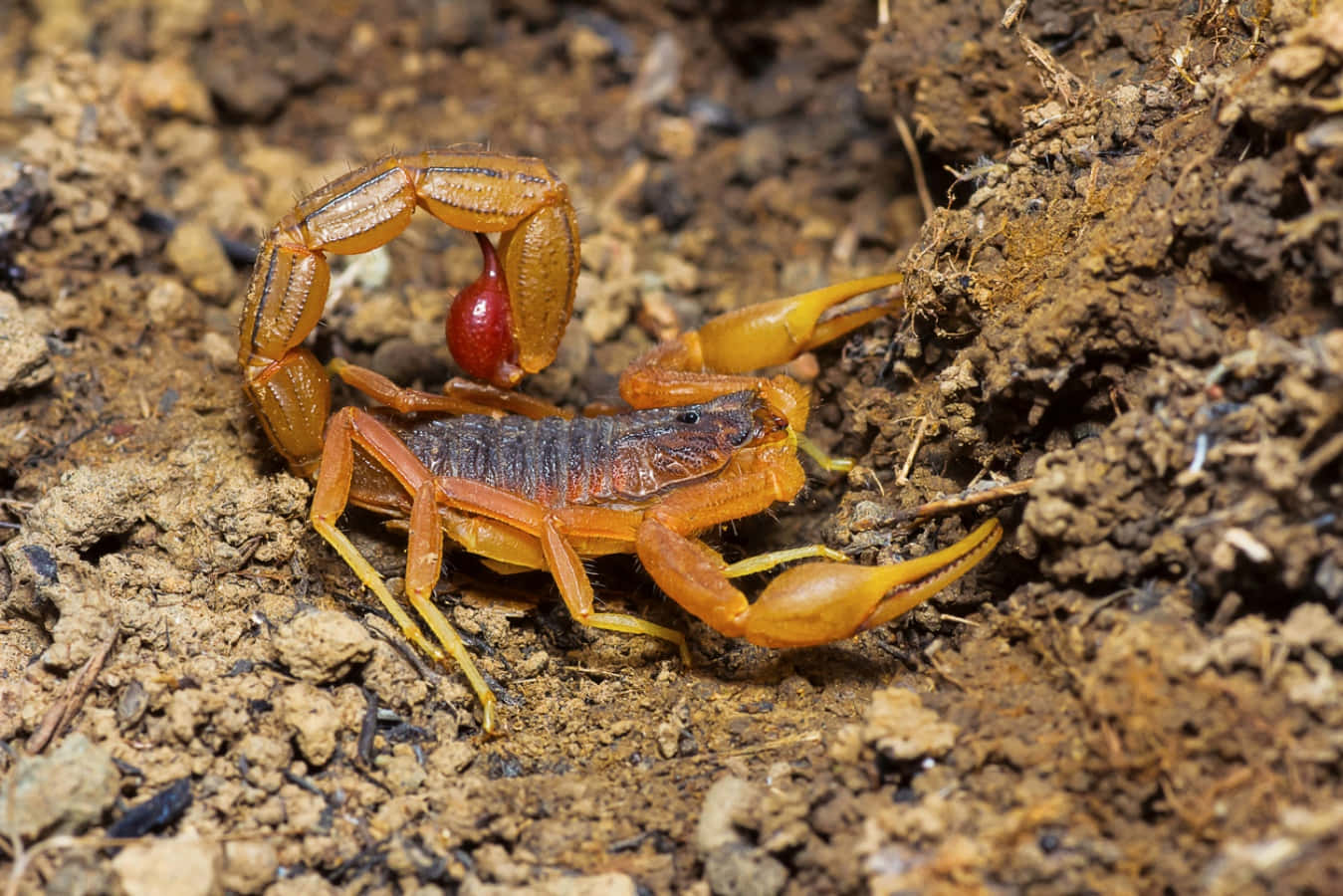 scorpion 桌布 壁紙 — 一個生動的特寫，一隻橙色蠍子帶有紅色球狀尾巴，停在粗糙的棕色泥土上。