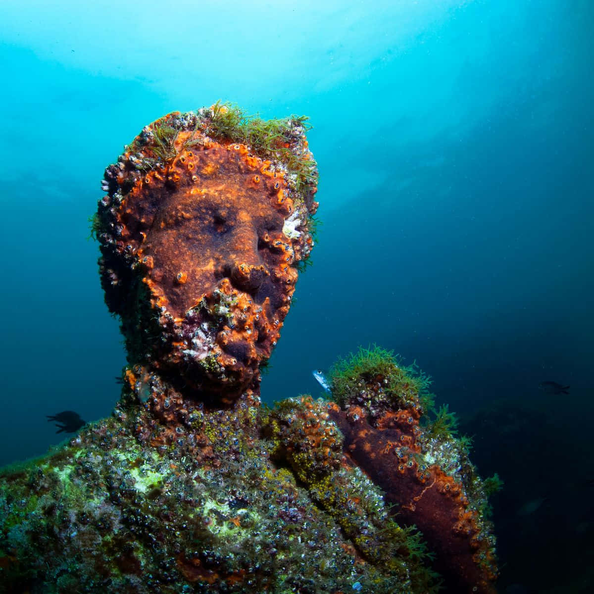 Creepy Ocean 桌布 壁紙 — 一個生鏽的雕像頭部，覆蓋著珊瑚和海藻，從深藍色的海水中浮現，附近有魚游動。