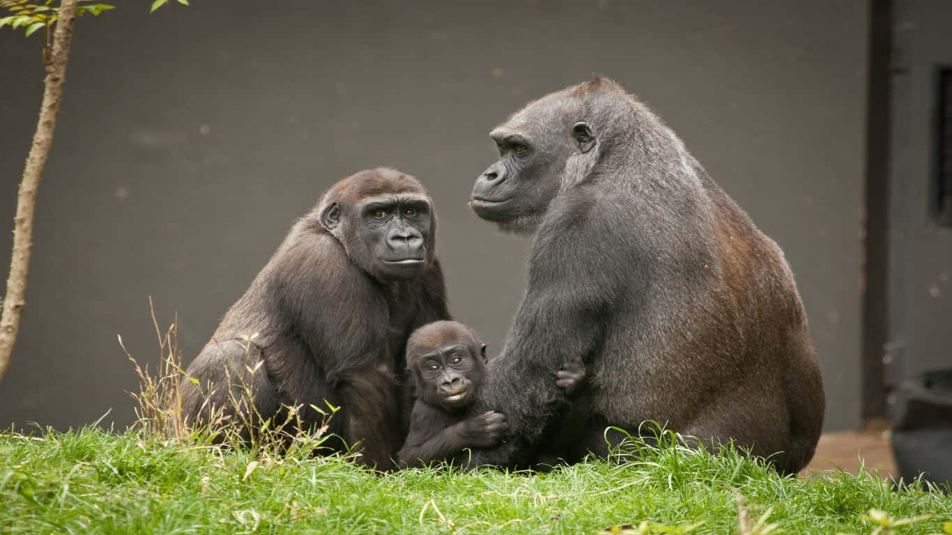 1366x768 Gorilla 桌布 壁紙 — 一個由三隻大猩猩組成的家庭一起坐在綠色草地上，一隻寶寶依偎在兩隻成年大猩猩之間，背景是純灰色的牆壁。
