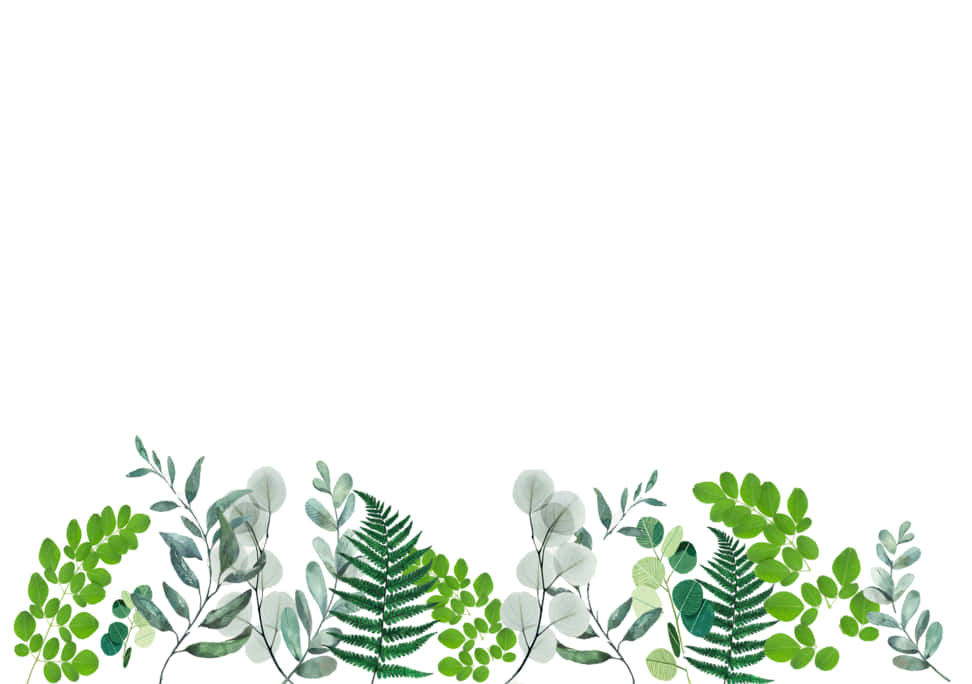 Plant 桌布 壁紙 — 一個由各種綠色樹葉和蕨類植物組成的精緻水彩邊框，在純白色背景上優雅地框住底部邊緣。