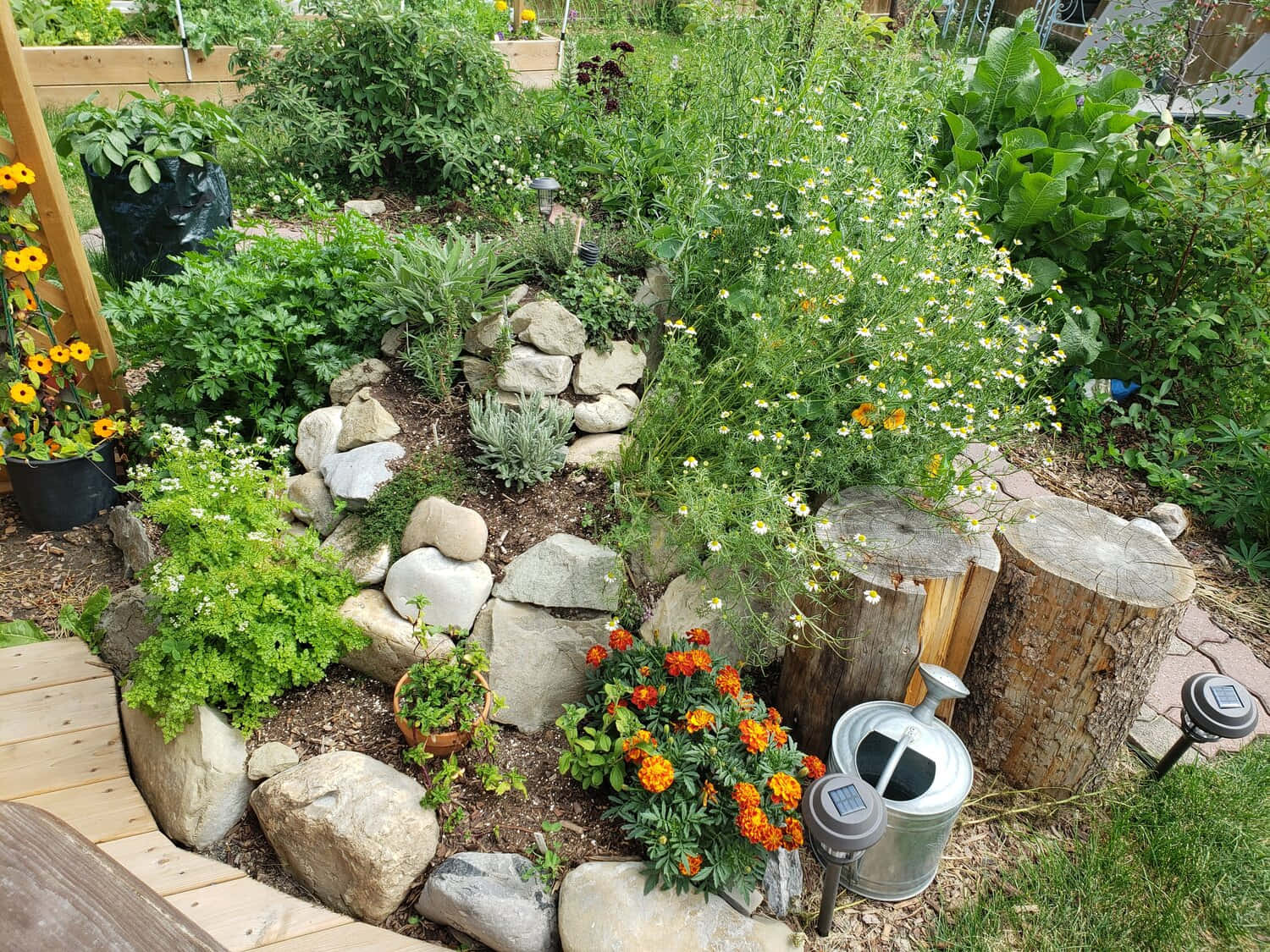Herb Garden 桌布 壁紙 — 一個由岩石和圓木圍成的茂密花壇，在明亮的日光下綻放著橙色萬壽菊、白色雛菊和綠色葉子。