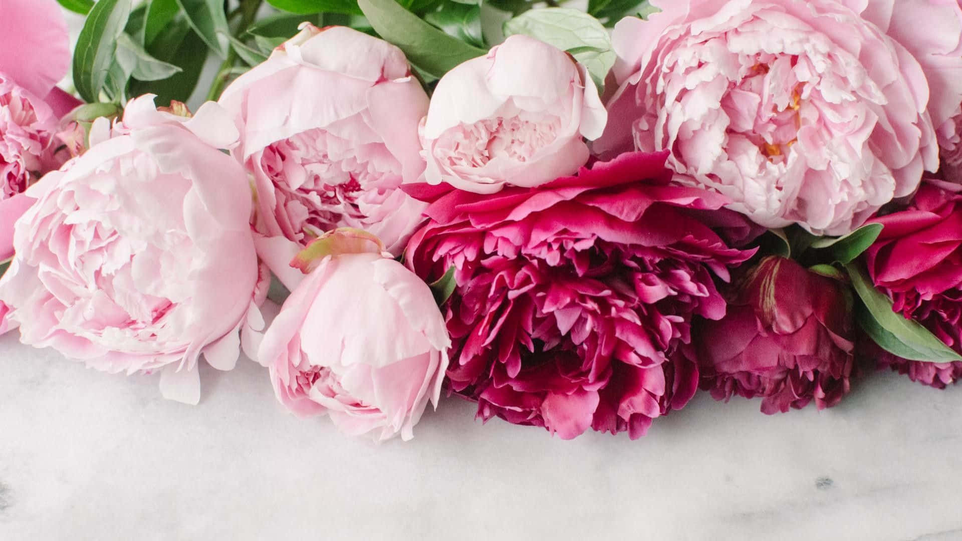 Peony 桌布 壁紙 — 一個由柔和的粉紅色和深紫紅色牡丹花搭配綠葉組成的豐盛花藝，擺放在白色大理石表面上。