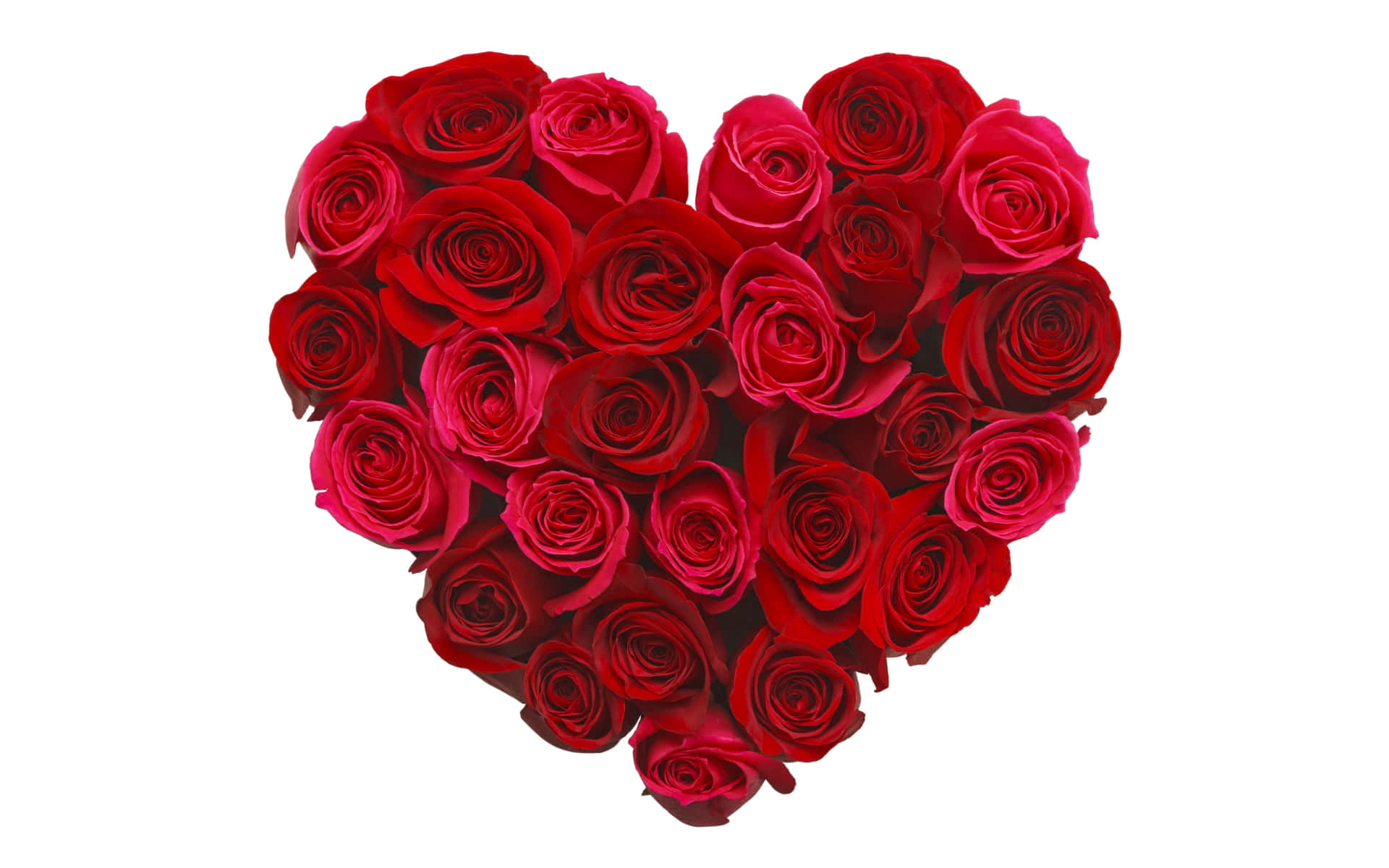 Rose Heart 桌布 壁紙 — 一個由深紅色玫瑰組成的豐盛心形佈置，花瓣如天鵝絨般柔軟，襯托在純白背景上。