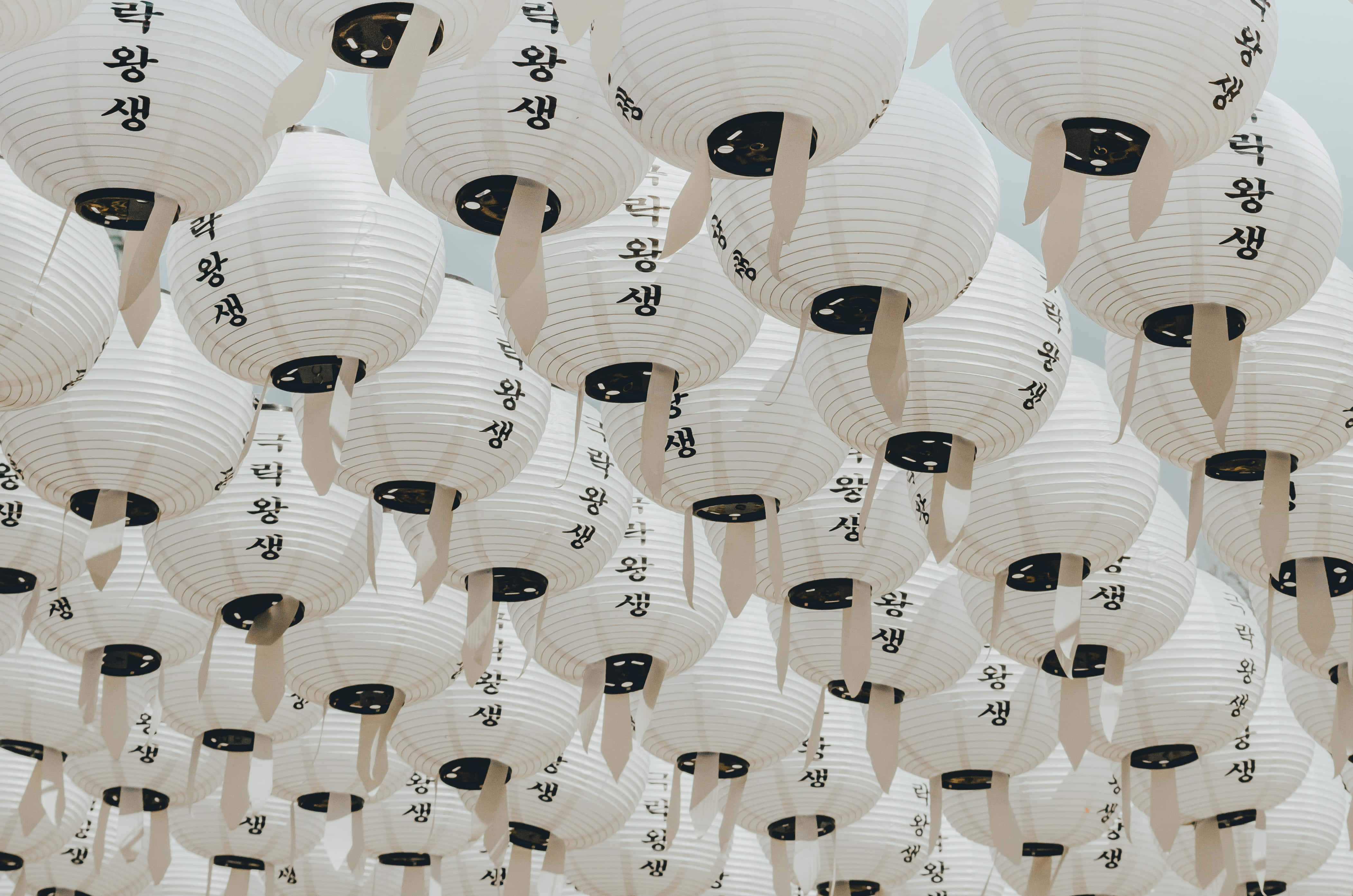 南韓 桌布 壁紙 — 一個由白色紙燈籠組成的密集天篷，上面有黑色韓文，懸掛在蒼白的天空中。