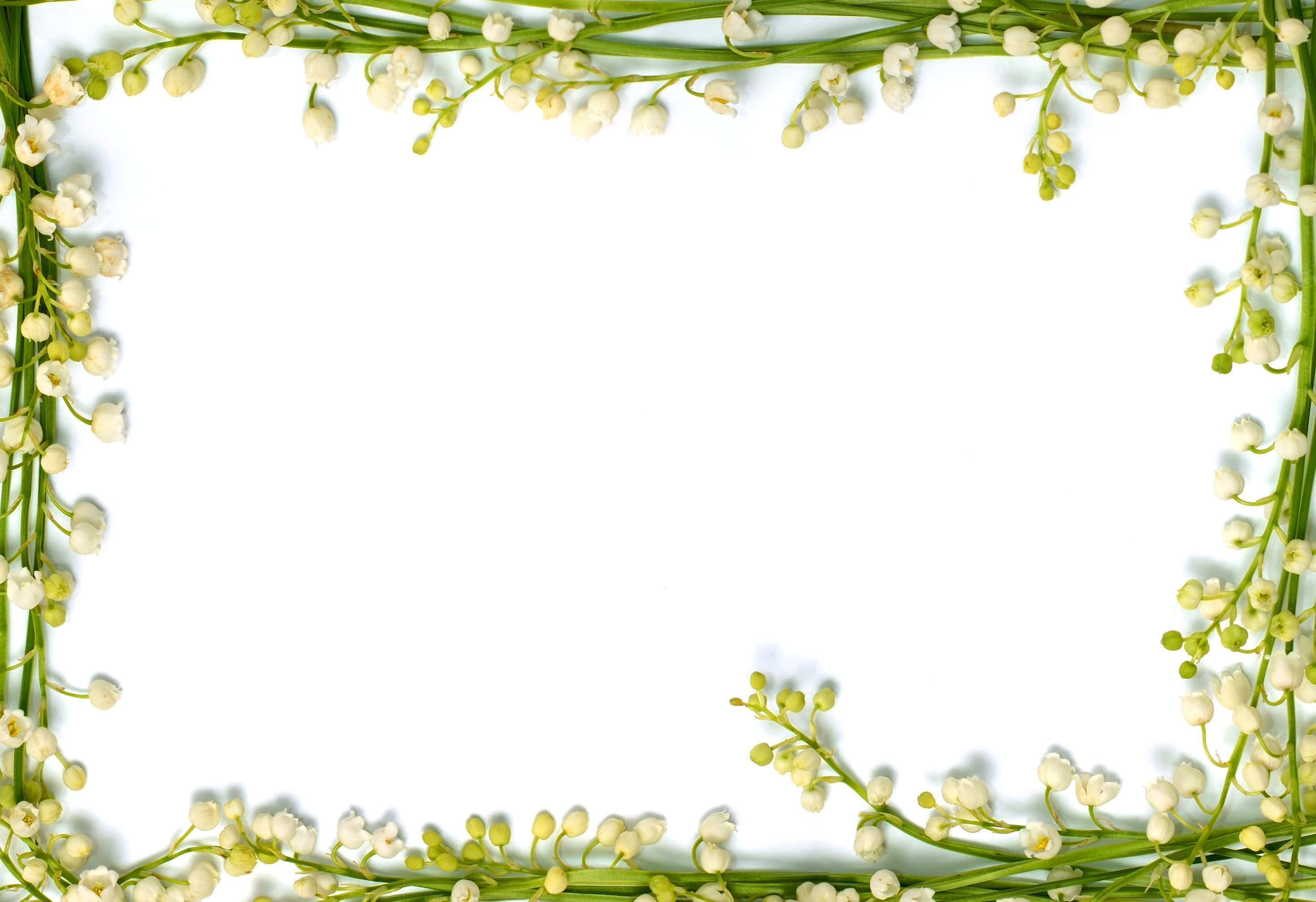 Funeral 桌布 壁紙 — 一個由白色鈴蘭花和綠色莖幹組成的精緻框架，環繞著潔淨的白色背景。