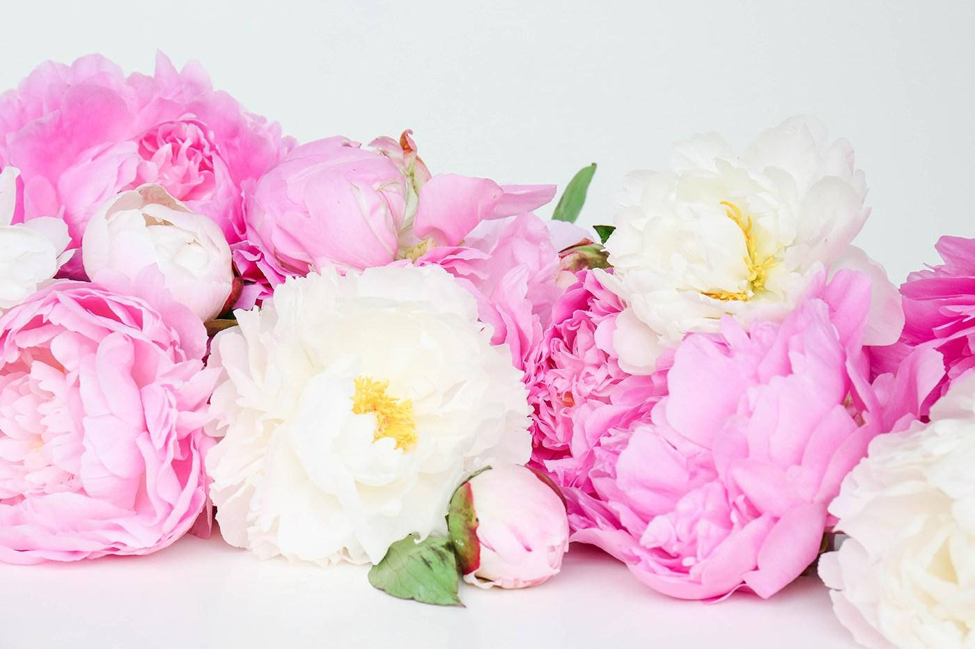 Peony 桌布 壁紙 — 一個由粉紅色和白色牡丹組成的茂盛插花，帶有精緻的黃色花心，襯托在潔白的背景上。