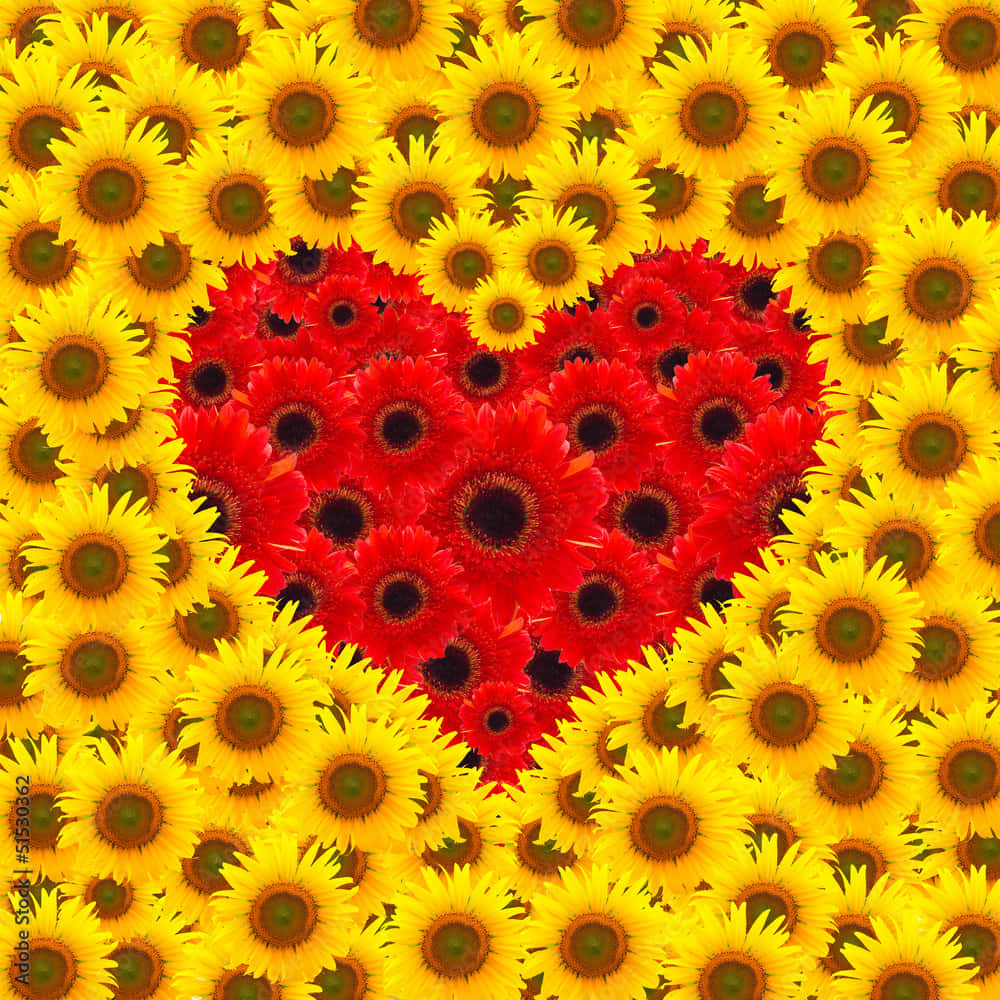 Beautiful Sunflower 桌布 壁紙 — 一個由紅色非洲菊雛菊組成的鮮豔心形，周圍環繞著一片明亮的黃色向日葵。