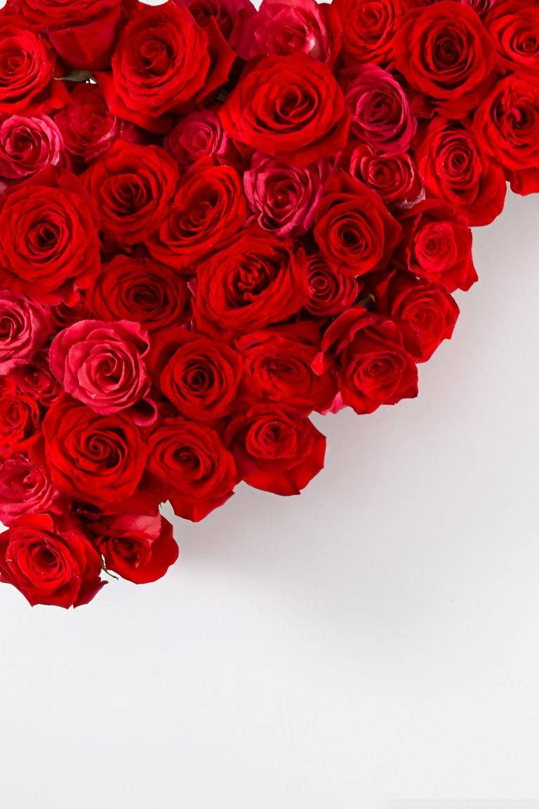 Rose iPhone 桌布 壁紙 — 一個由鮮豔紅玫瑰組成的豐盛心形佈置，在潔白背景上。