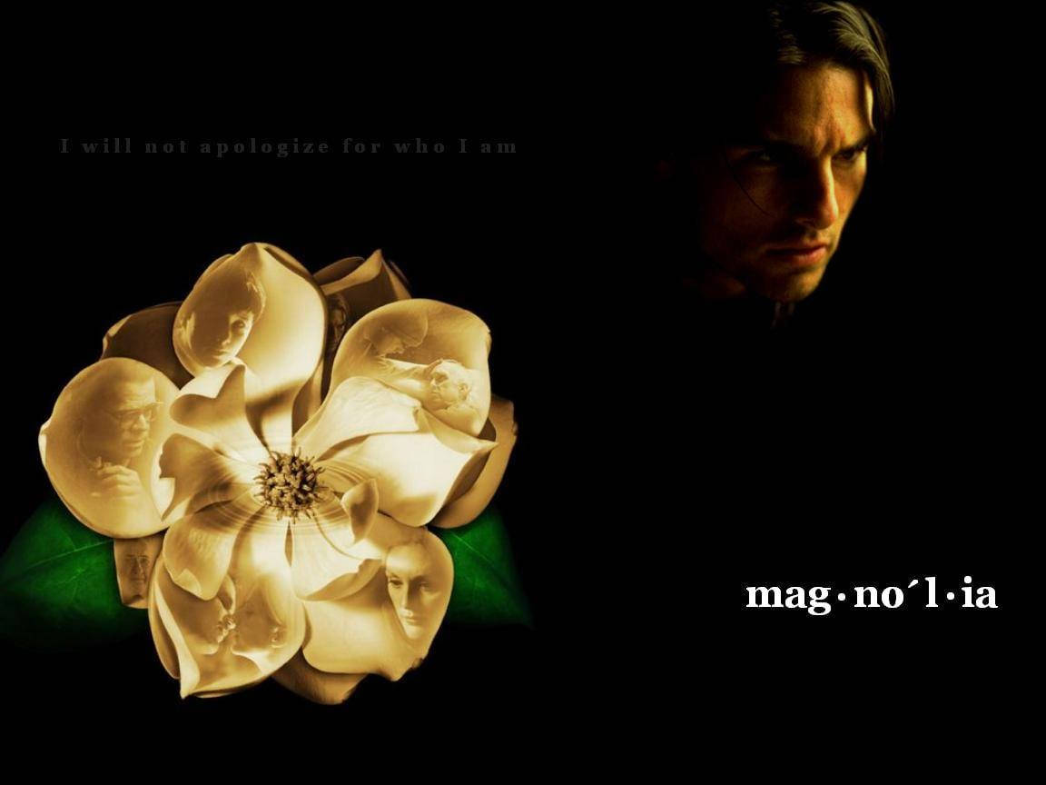 Magnolia 桌布 壁紙 — 一個男人專注地凝視著一朵發光的木蘭花，花瓣上刻有面孔，背景為黑色。