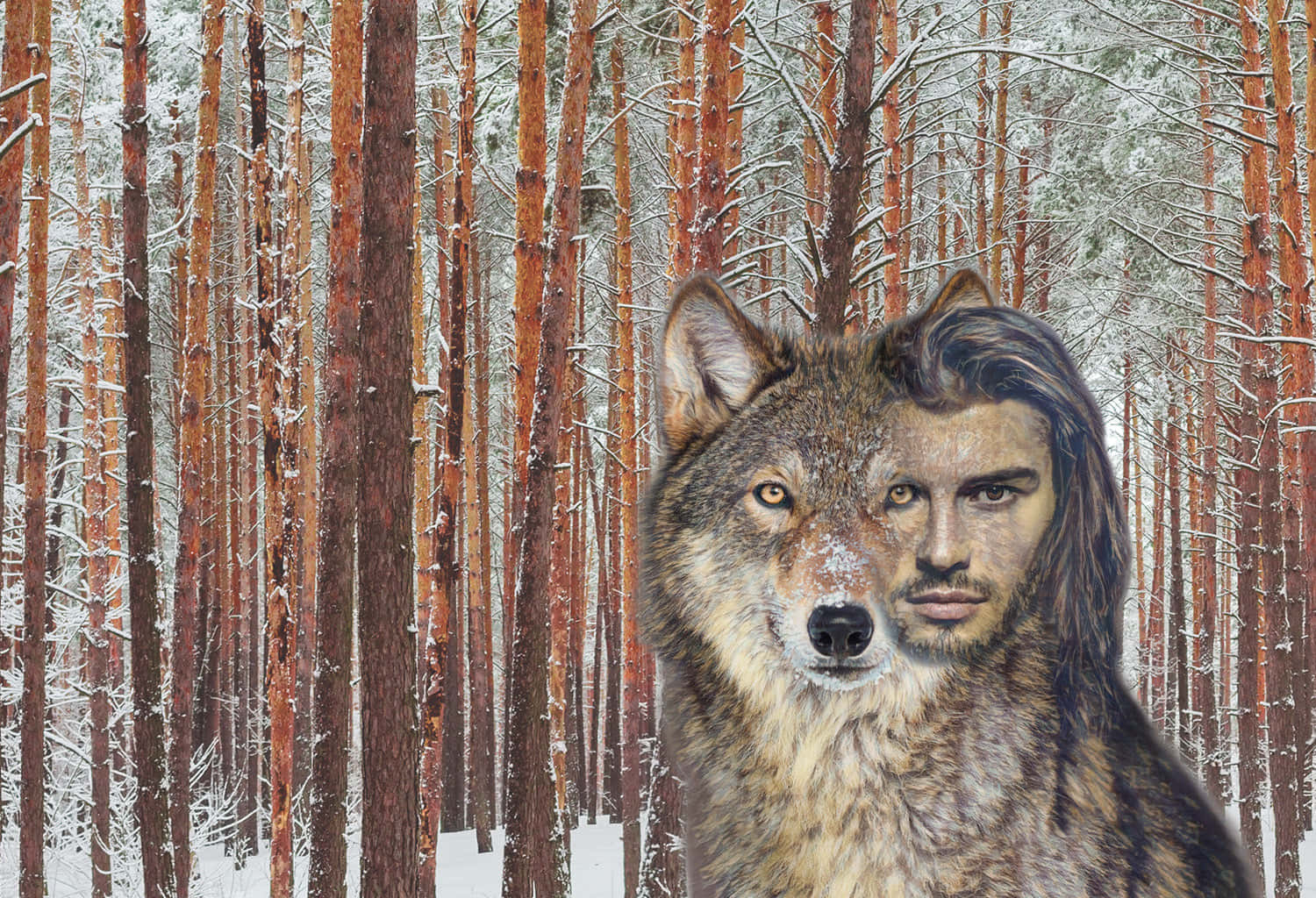Shapeshifting 桌布 壁紙 — 一個男人的臉與狼的臉在雪松林中融合，眼睛專注地向前凝視。