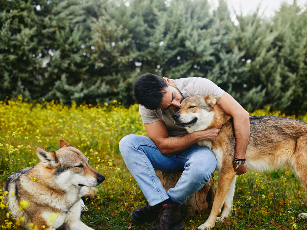 wolfdog 桌布 壁紙 — 一個男人跪在陽光明媚的黃色花田裡，擁抱一隻大型狼犬，另一隻相似的狗坐在附近。