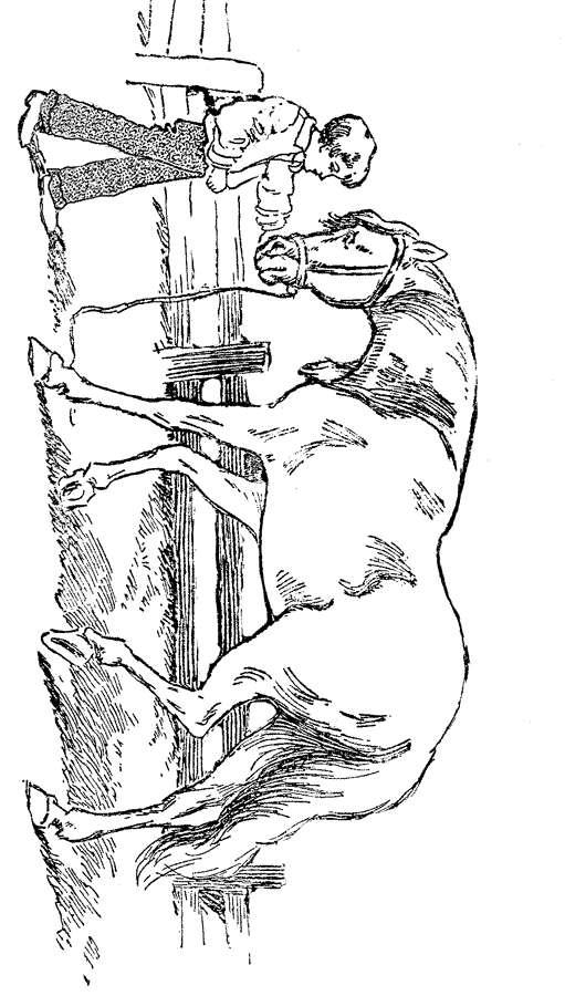 Horse Coloring 桌布 壁紙 — 一個男孩緊抓著垂直的柱子，旁邊一匹後腿站立的馬瘋狂地踢蹬，形成一幅動態的黑白線條畫。