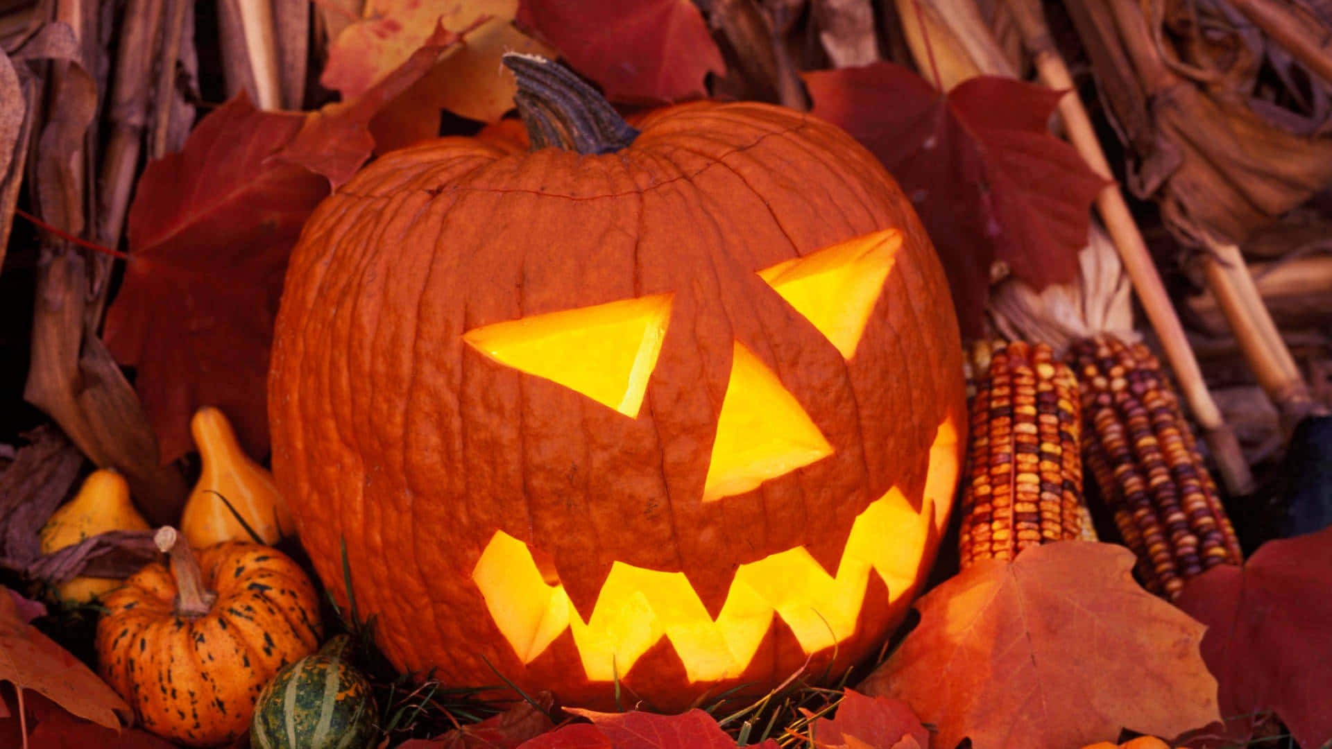 Pumpkin Carving 桌布 壁紙 — 一個發光的傑克南瓜燈，帶著鋸齒狀的笑容，坐在秋天的落葉和玉米稈之間，散發出溫暖的光芒。