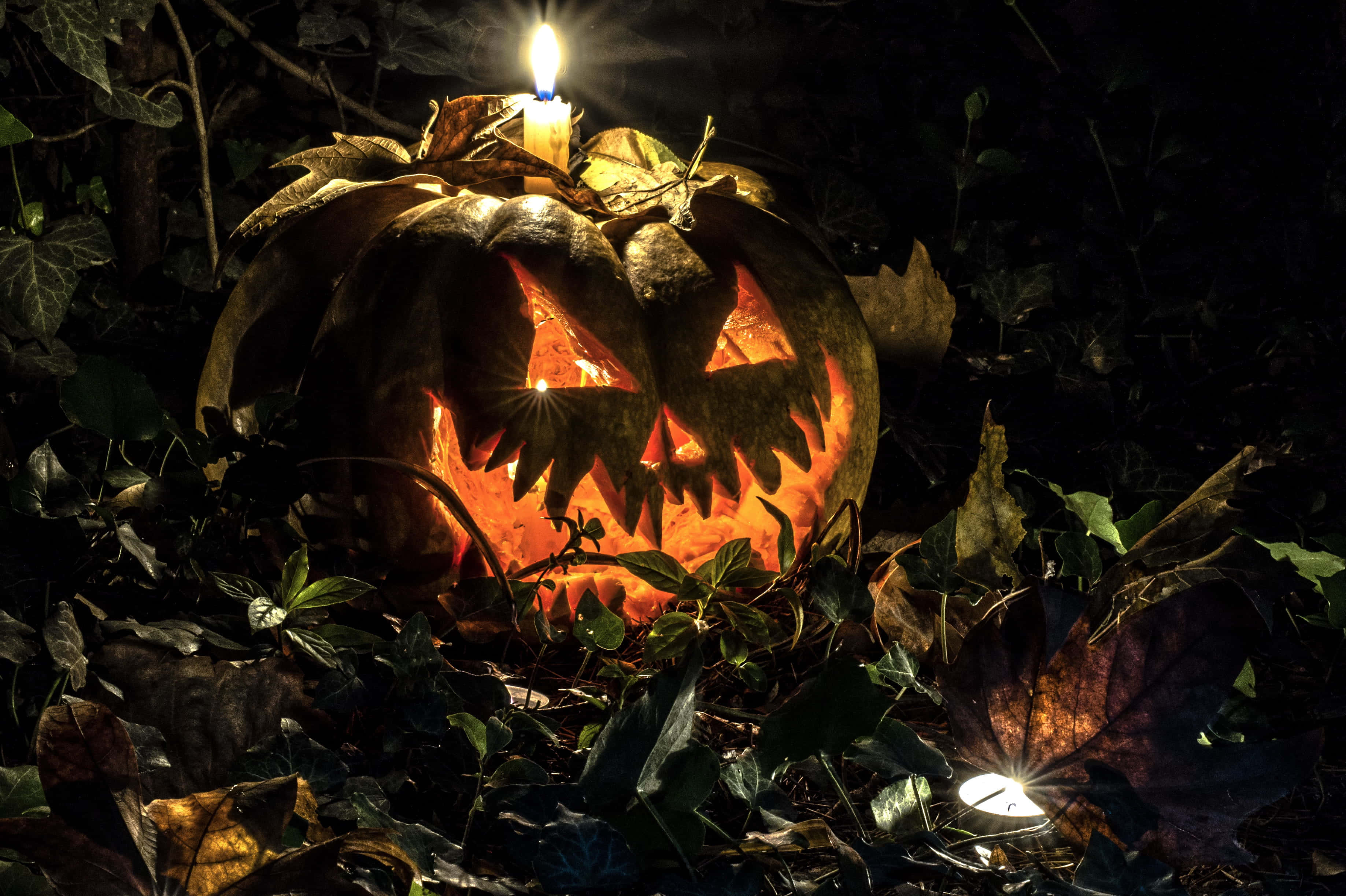 Halloween Candles 桌布 壁紙 — 一個發光的傑克南瓜燈，裡面有蠟燭，放在夜空下的暗葉和藤蔓之間。