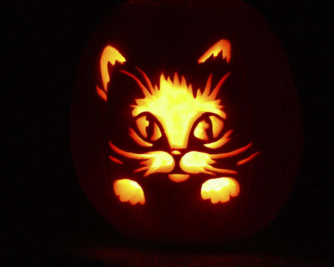 Funny Halloween 桌布 壁紙 — 一個發光的傑克南瓜燈，雕刻著詳細的貓臉，從內部照亮，背景黑暗。