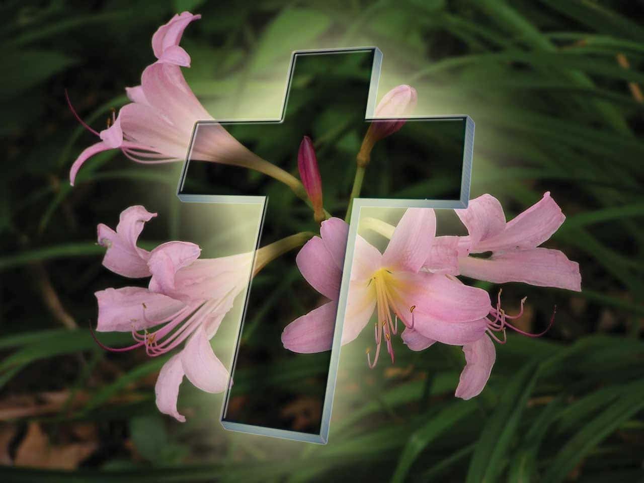 Religious Easter 桌布 壁紙 — 一個發光的半透明十字架疊加在帶有黃色中心的柔軟粉紅色花朵上，背景是模糊的綠色樹葉。