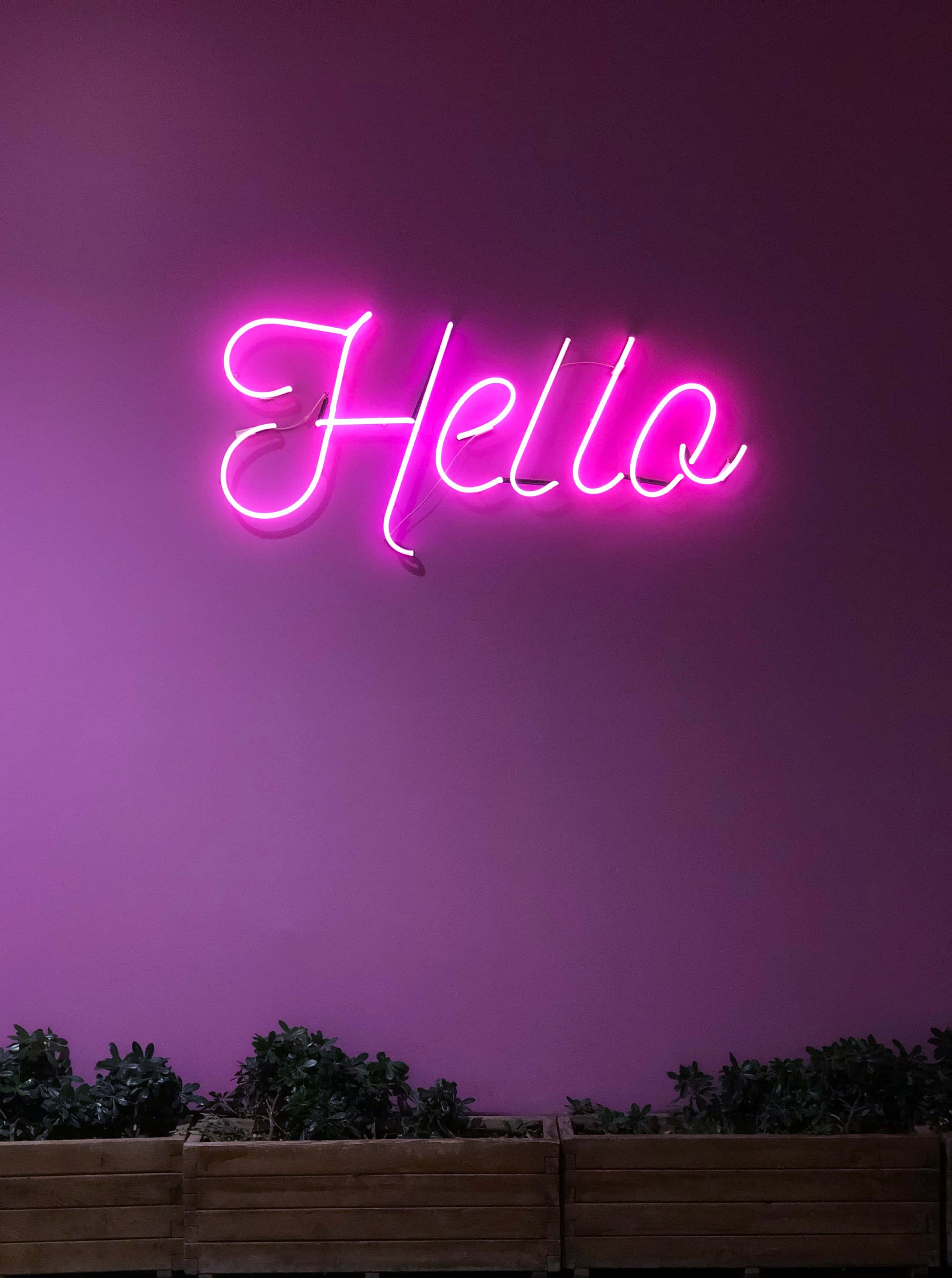 Purple Neon 桌布 壁紙 — 一個發光的粉紅色霓虹燈牌，上面寫著「Hello」，掛在紫色牆上，下方有木製花盆和綠色植物。