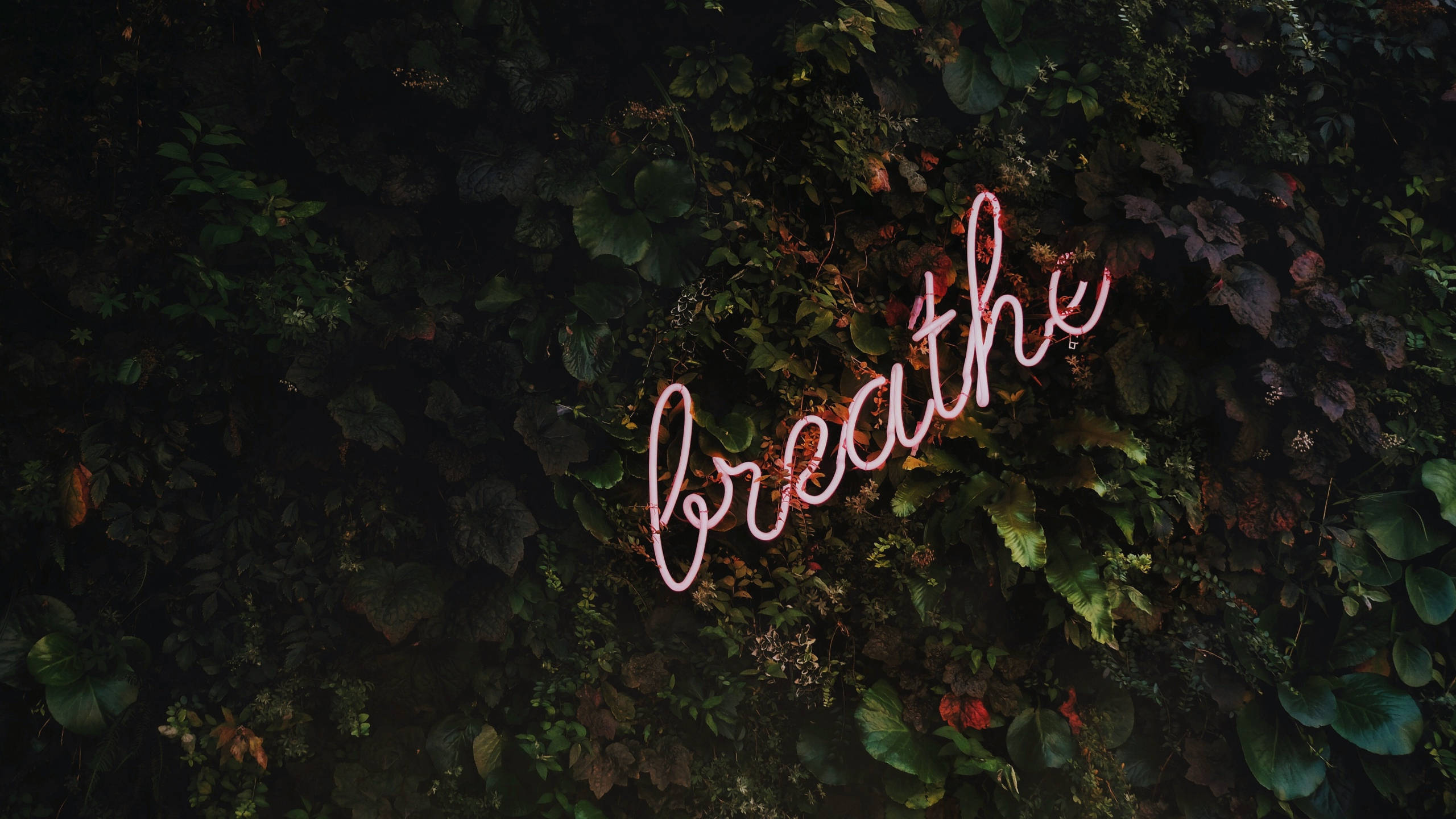 MacBook 動態圖片 桌布 壁紙 — 一個發光的粉紅色霓虹燈牌，拼寫出 breathe，從茂密的深綠色樹葉牆中浮現。