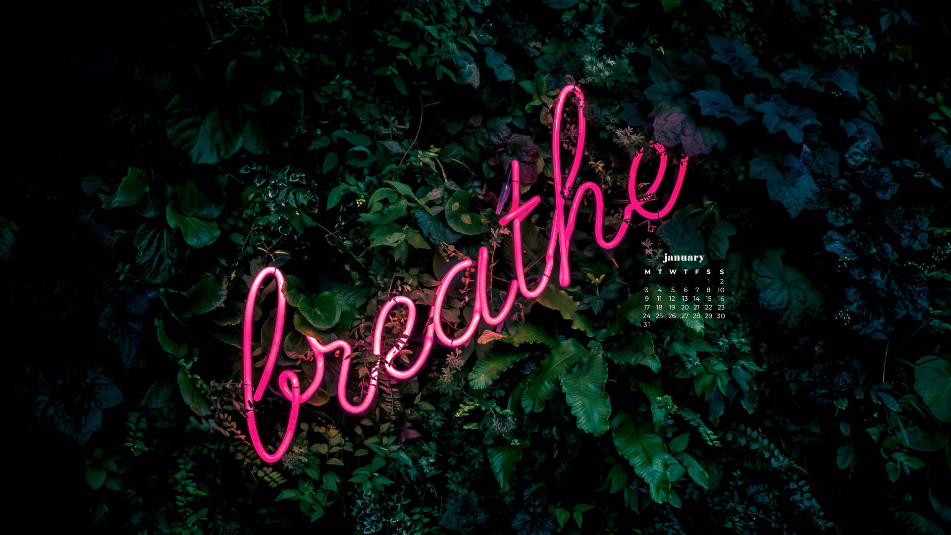 霓虹燈牌寫著 breathe，在深綠色樹葉中，附有一月日曆。 — 一月 GIF 壁紙