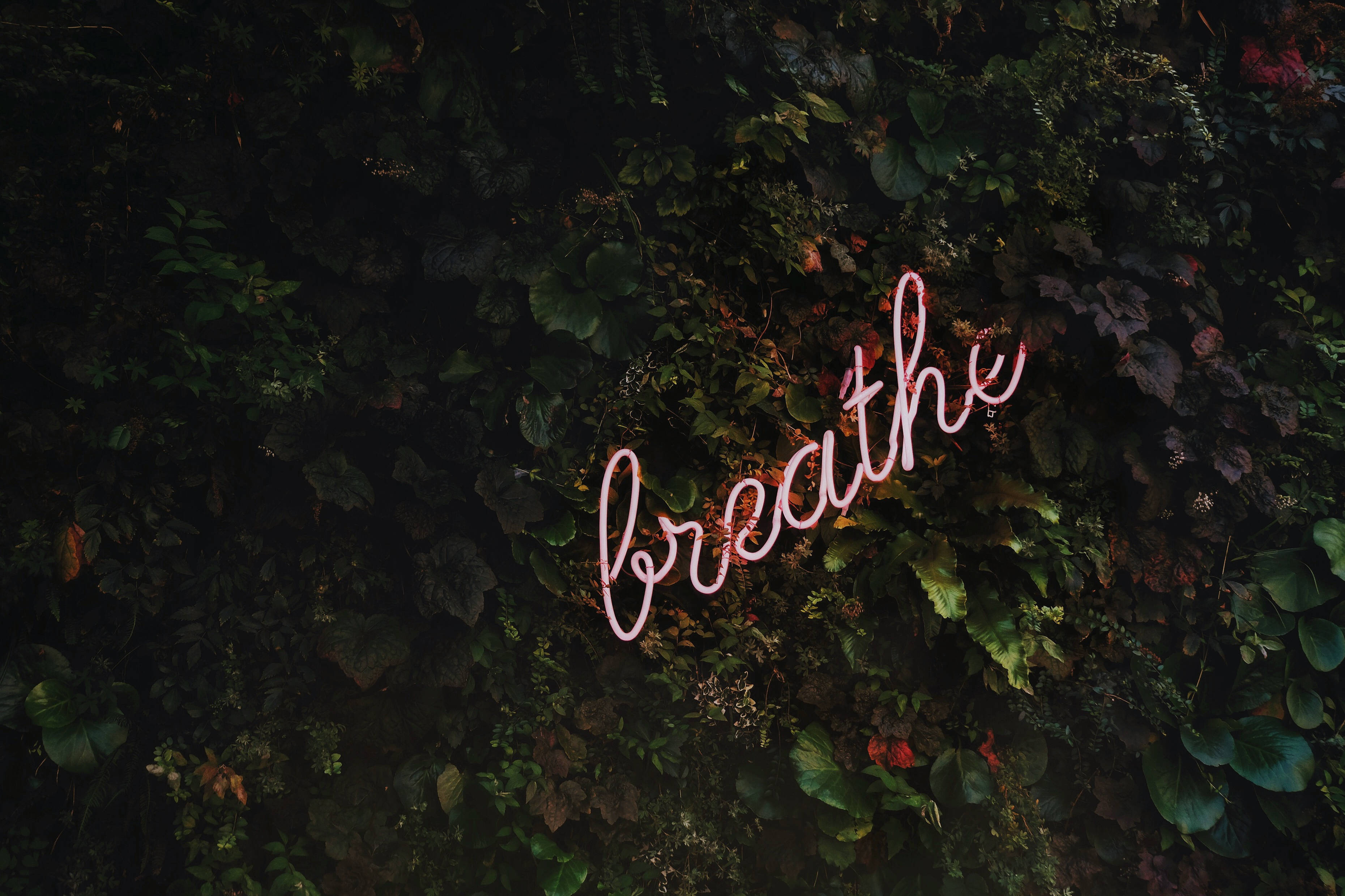 禪 桌布 壁紙 — 一個發光的粉紅色霓虹燈牌，拼寫出 breathe，優雅地彎曲在茂密的深綠色葉牆上。