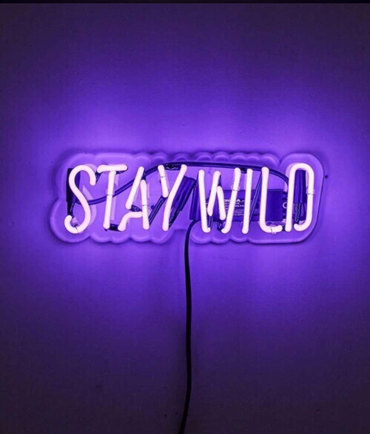 霓虹美學 桌布 壁紙 — 一個發光的紫色霓虹燈牌，上面寫著「STAY WILD」，在素牆上投射出鮮豔的色彩，並帶有可見的電源線。