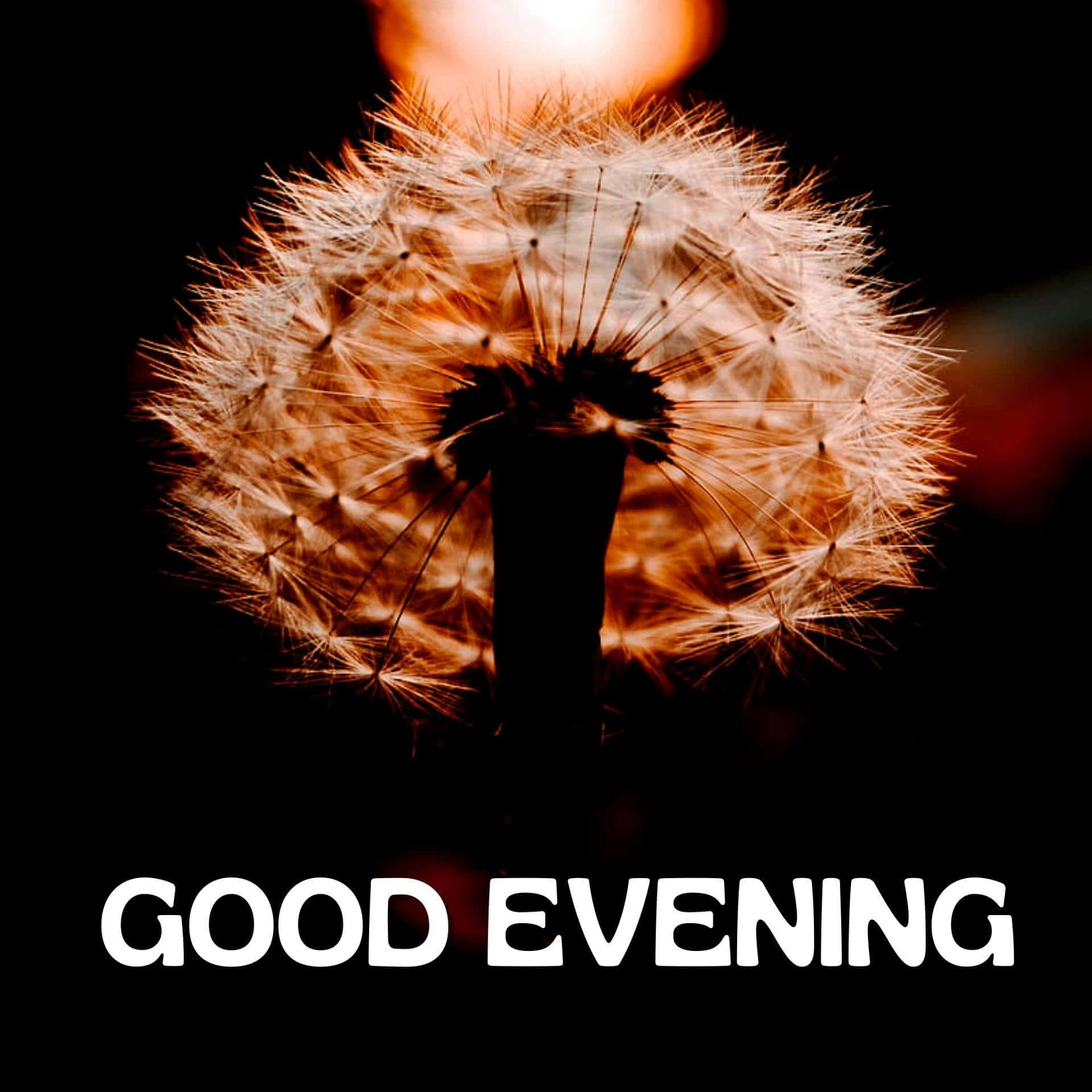 Good Evening 桌布 壁紙 — 一個發光的蒲公英種子頭，在溫暖的日落光線下背光，襯托著黑暗的天空，帶有「GOOD EVENING」文字。