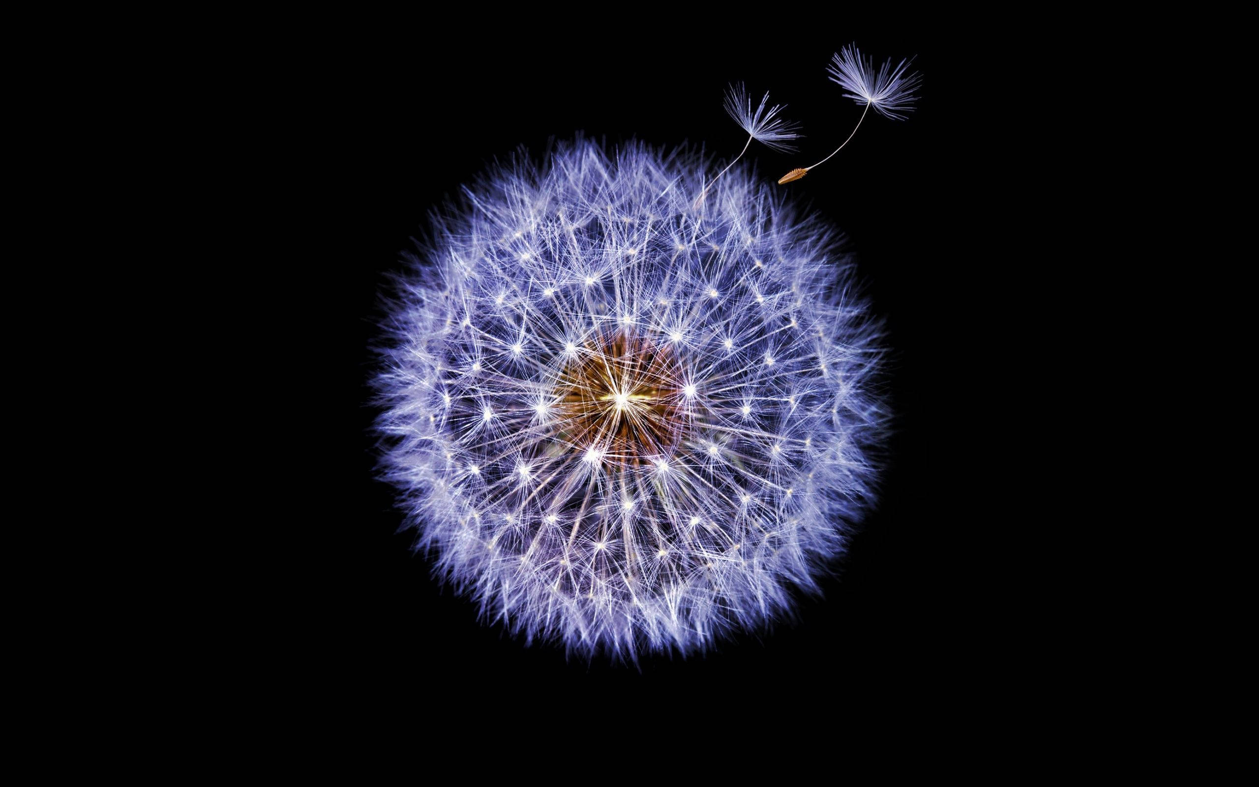 花 桌布 壁紙 — 一個發光的蒲公英種子頭，有兩粒種子在純黑色背景上飄走。