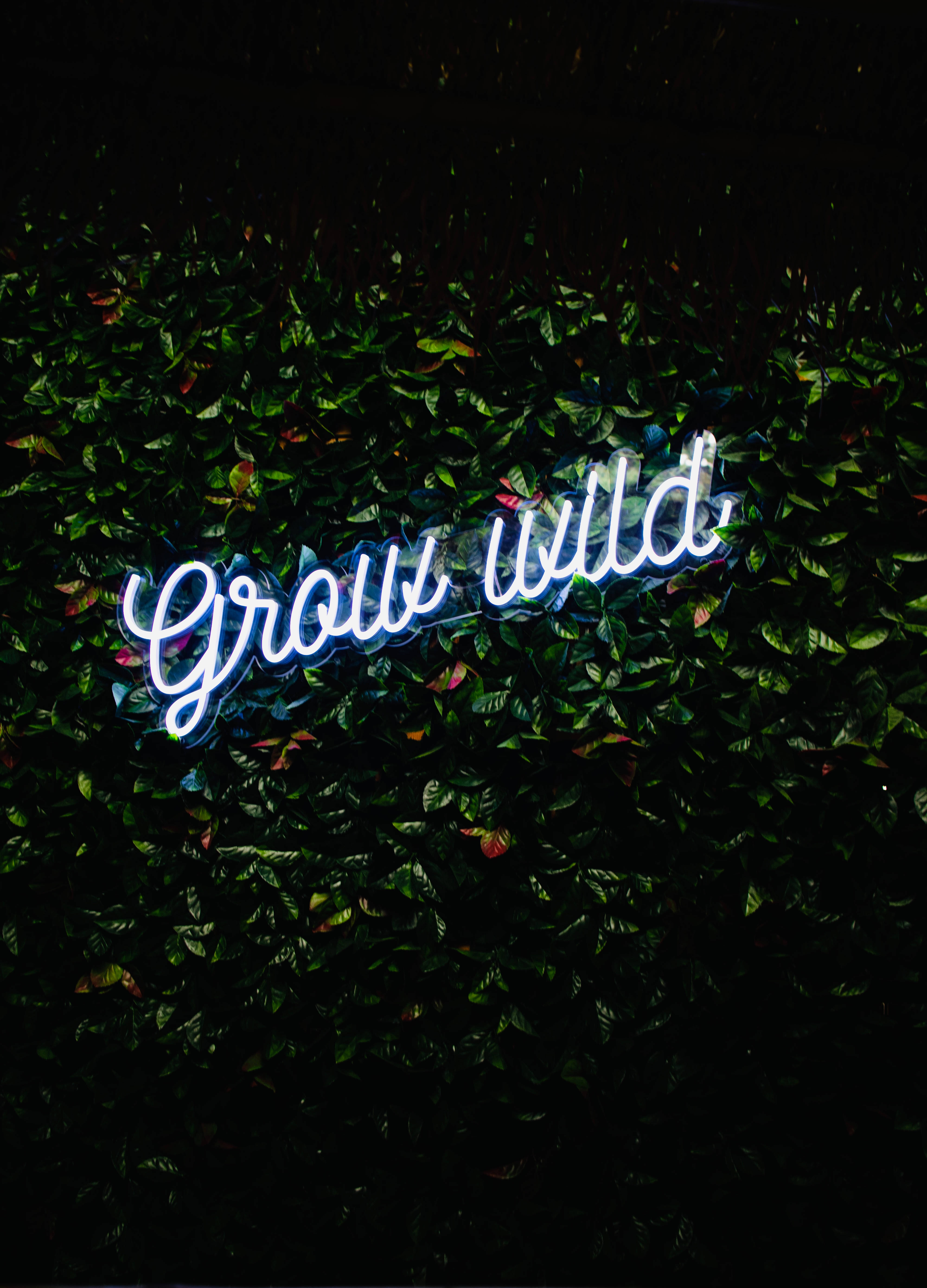 lights 桌布 壁紙 — 一個發光的藍色霓虹燈牌，上面寫著 'Grow Wild'，在夜晚映照著濃密的深綠色葉牆。