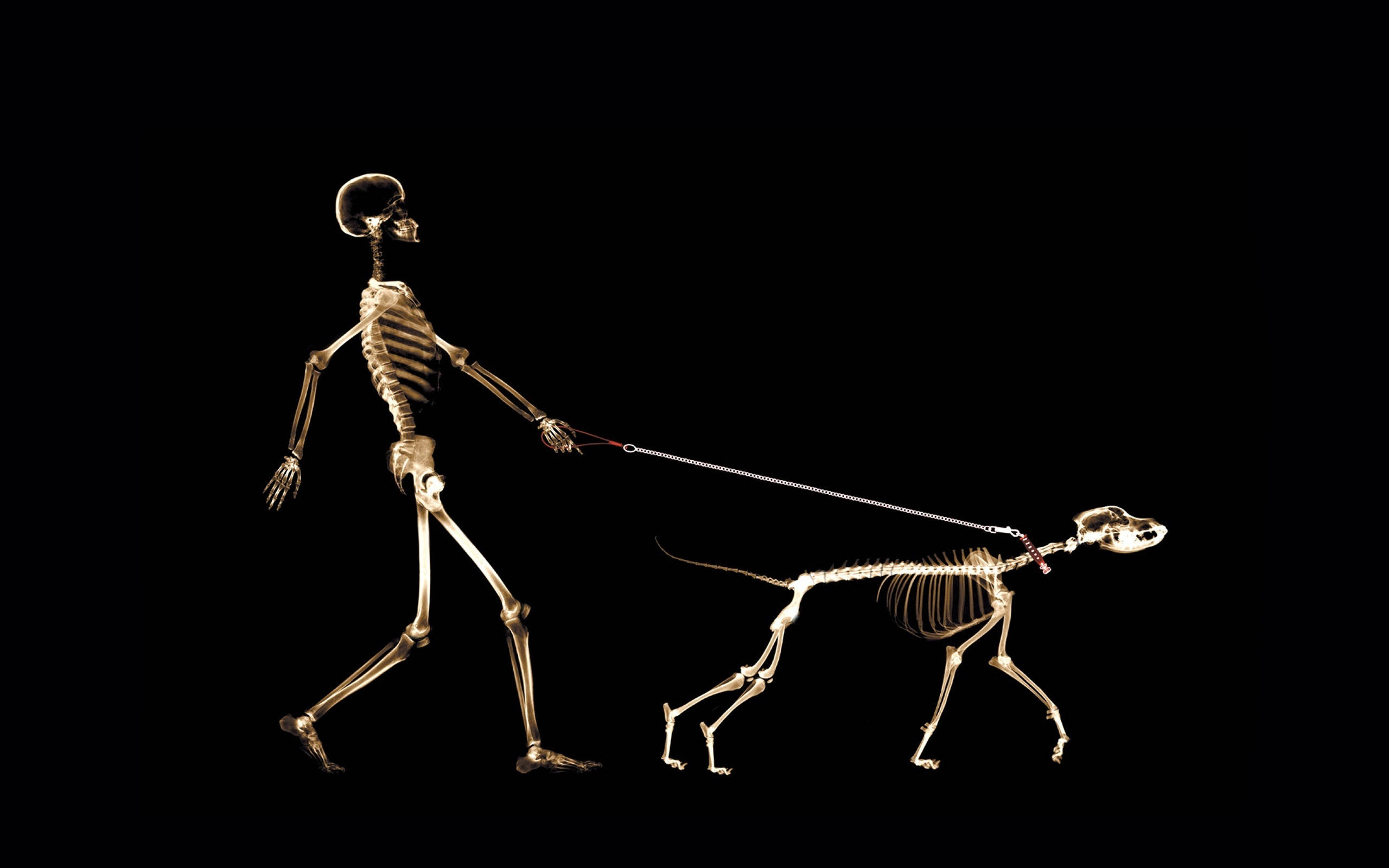 Skeleton Meme 桌布 壁紙 — 一個發光的金色人類骷髏正用狗繩遛著一個狗骷髏，背景是純黑色。