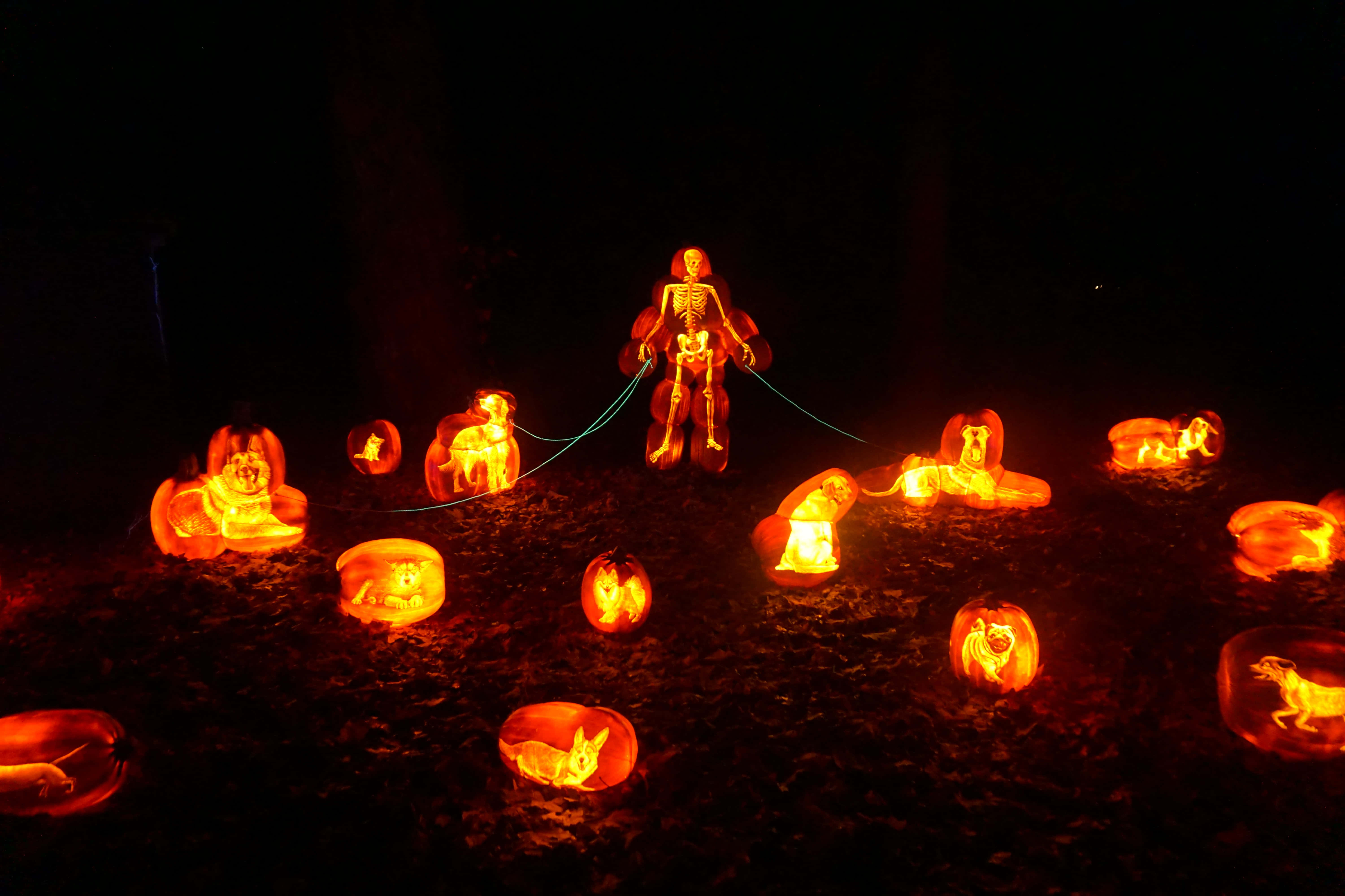 jack o'lantern 桌布 壁紙 — 一個發光的骷髏人物牽著皮帶穿過黑暗的森林，周圍是雕刻有動物面孔並從內部發光的南瓜。