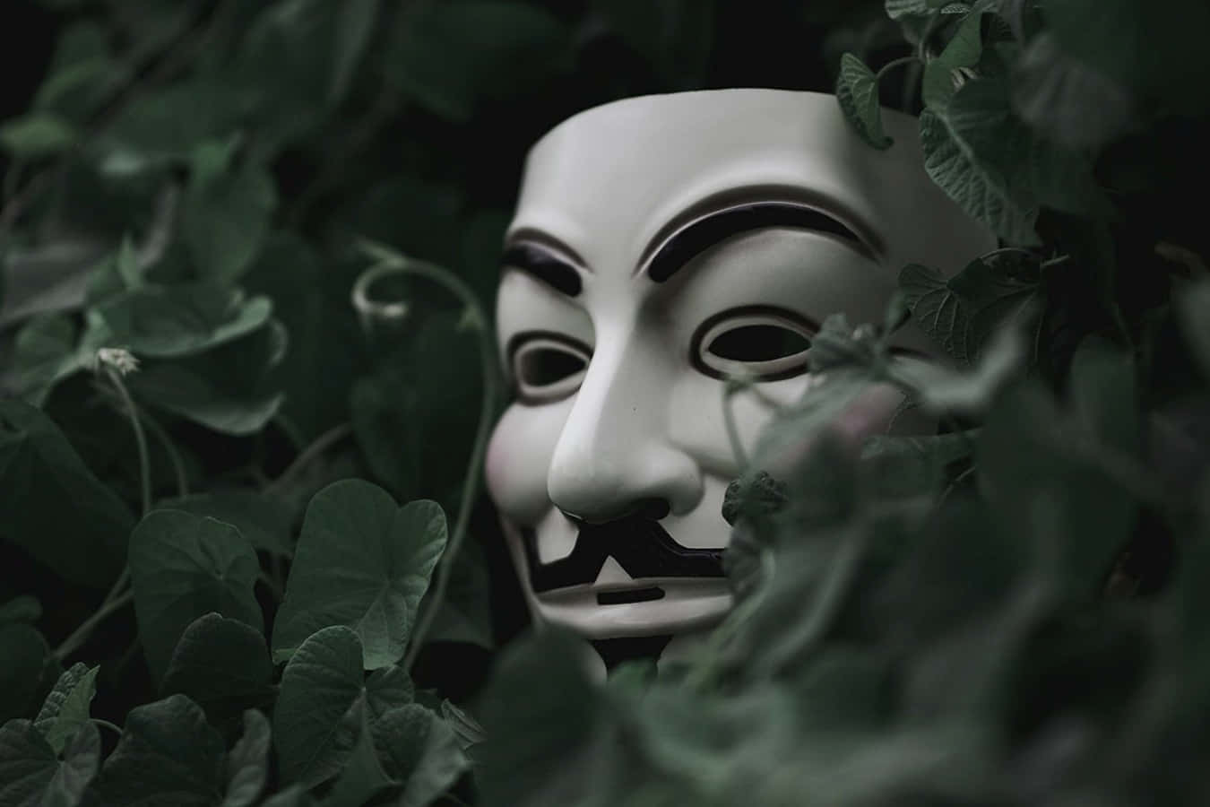 黑客 桌布 壁紙 — 一個白色 Guy Fawkes 面具在濃密深綠色樹葉中窺視，營造出陰暗神秘的氛圍。