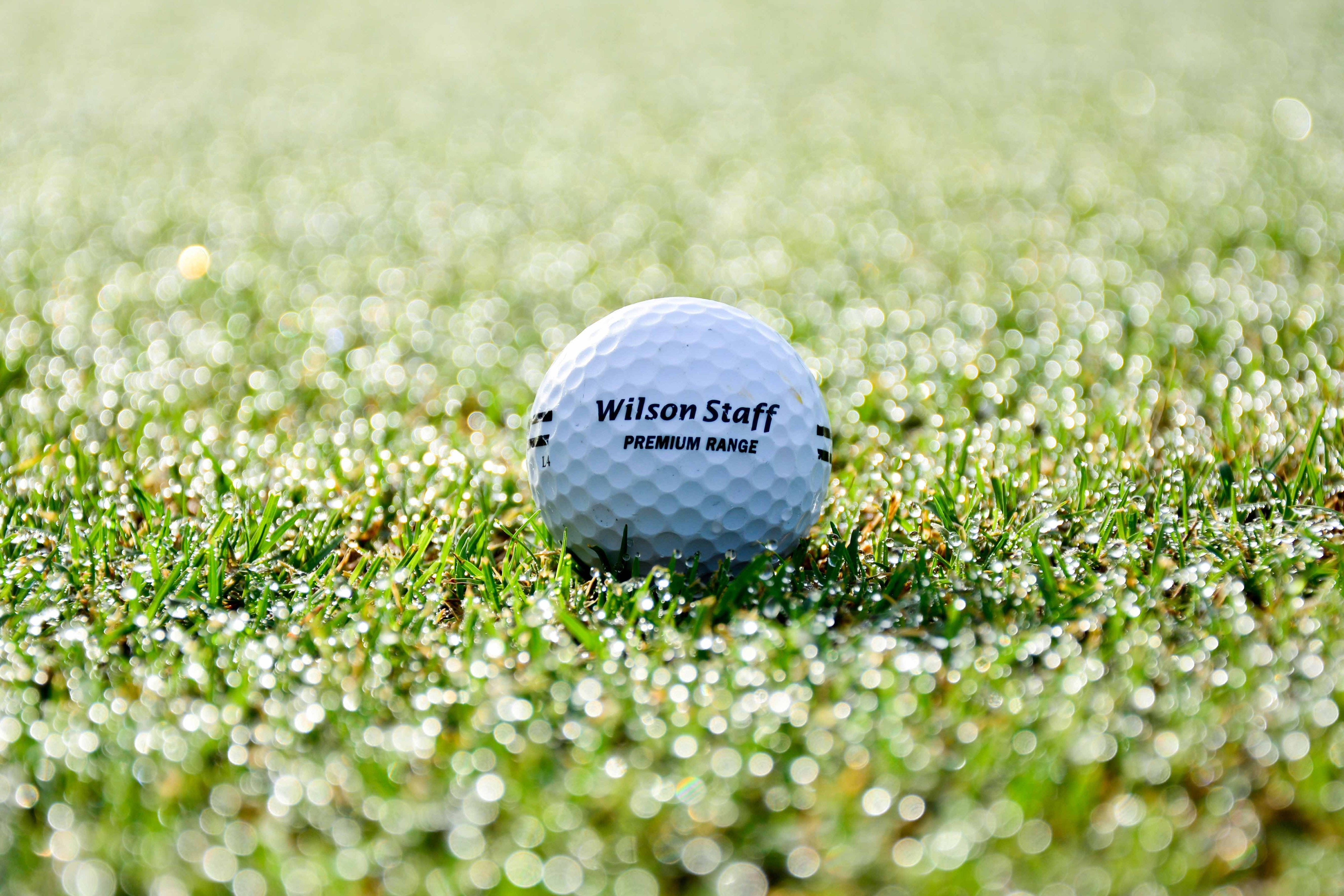 4K Golf 桌布 壁紙 — 一個白色Wilson Staff高爾夫球在明亮的陽光下，停留在佈滿露珠的綠色草地上。
