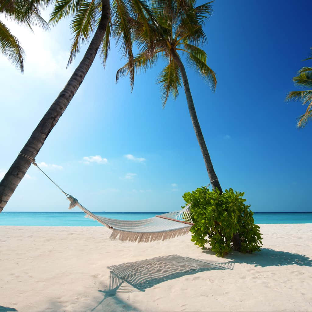 Caribbean Beach 桌布 壁紙 — 一個白色吊床掛在兩棵棕櫚樹之間，位於純淨的白色沙灘上，天空清澈湛藍。