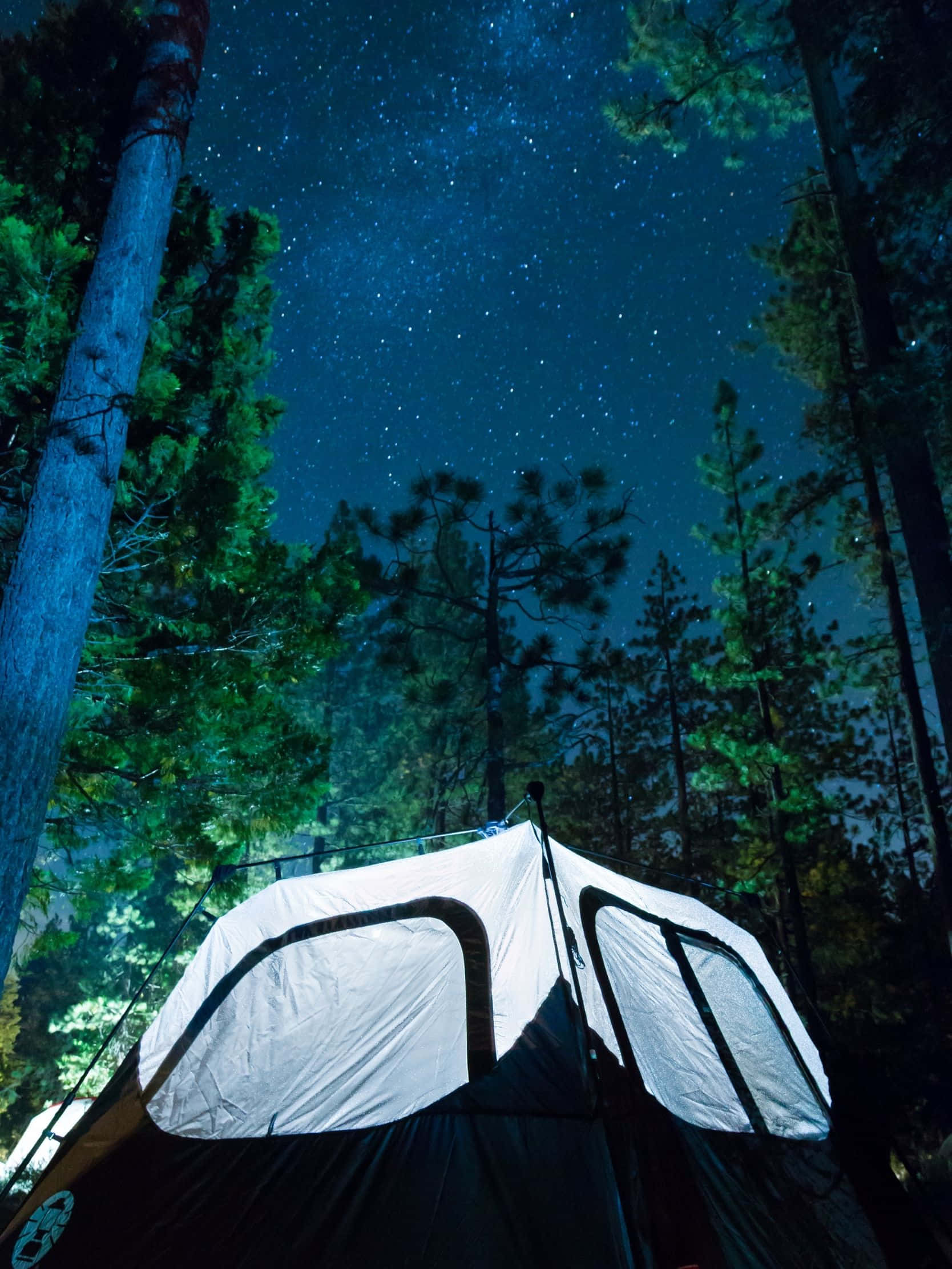 1668x2224 桌布 壁紙 — 一個白色帳篷坐落於星空下，被森林中高大的松樹環繞。