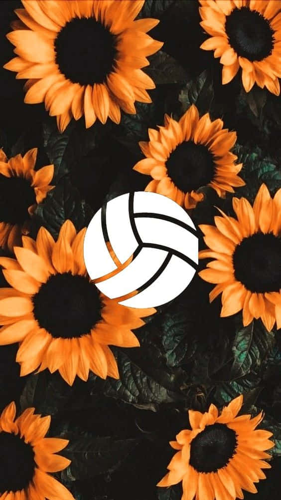 Cute Volleyball 桌布 壁紙 — 一個白色排球放在黑色背景上，周圍是帶有深綠色葉子的鮮豔橙色向日葵。