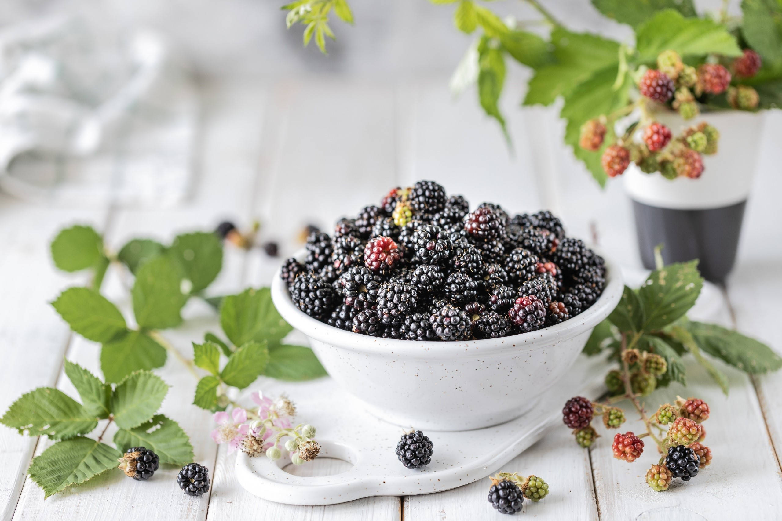 Berry 桌布 壁紙 — 一個白色斑點碗裝滿成熟的黑莓，放在白色木桌上，周圍是新鮮的綠葉和散落的莓果。
