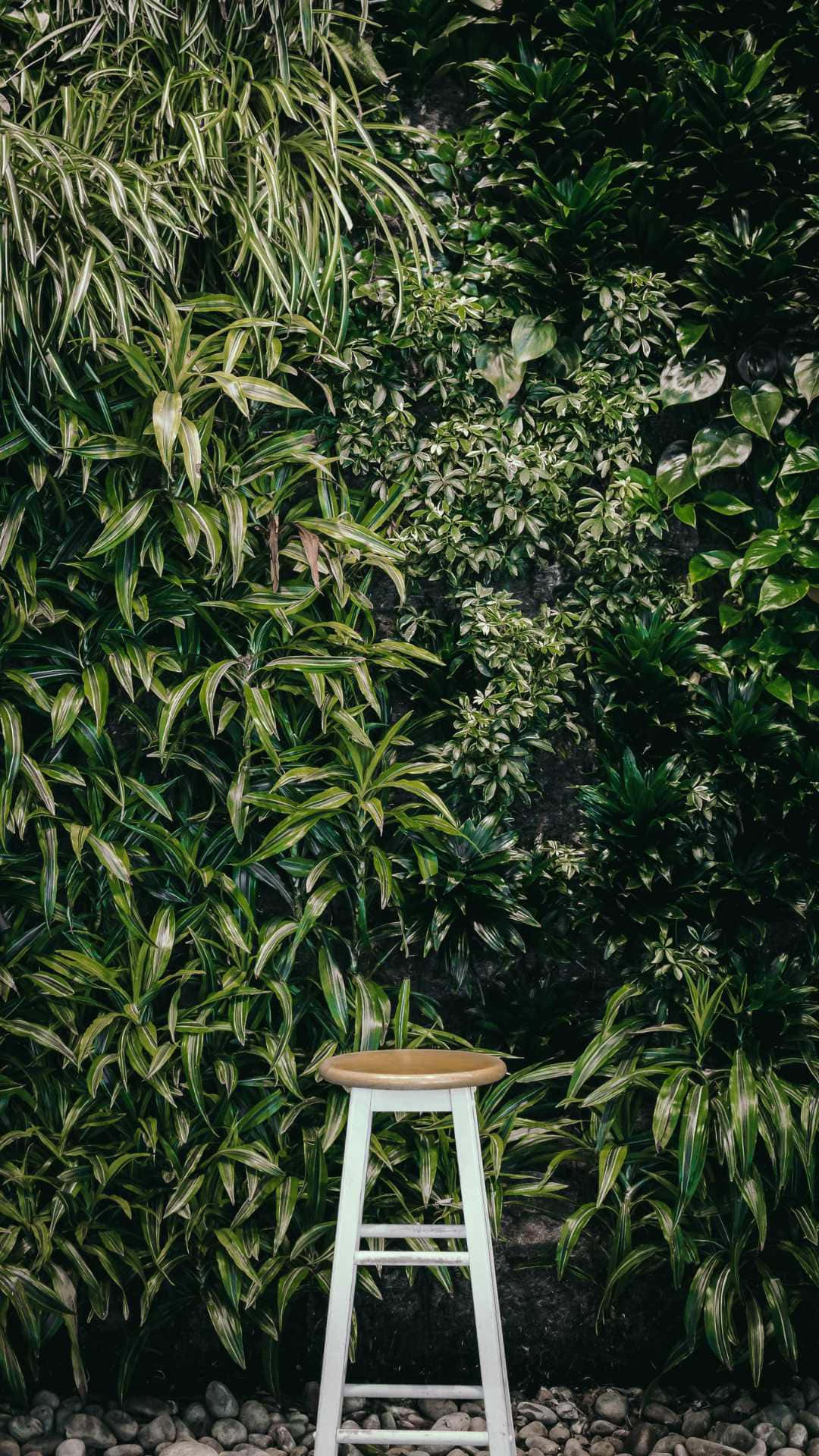 Product 桌布 壁紙 — 一個白色木凳獨自立於茂密綠色植物牆前，下方有碎石。