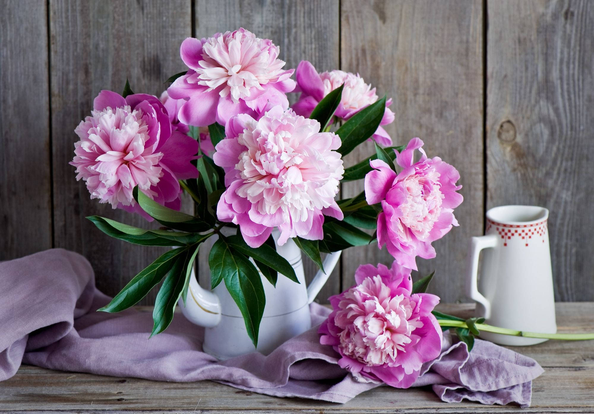Peony 桌布 壁紙 — 一個白色水壺裡插著茂盛的粉紅色牡丹花束，放在質樸的木桌上，旁邊有一塊薰衣草色的布和一個白色馬克杯。
