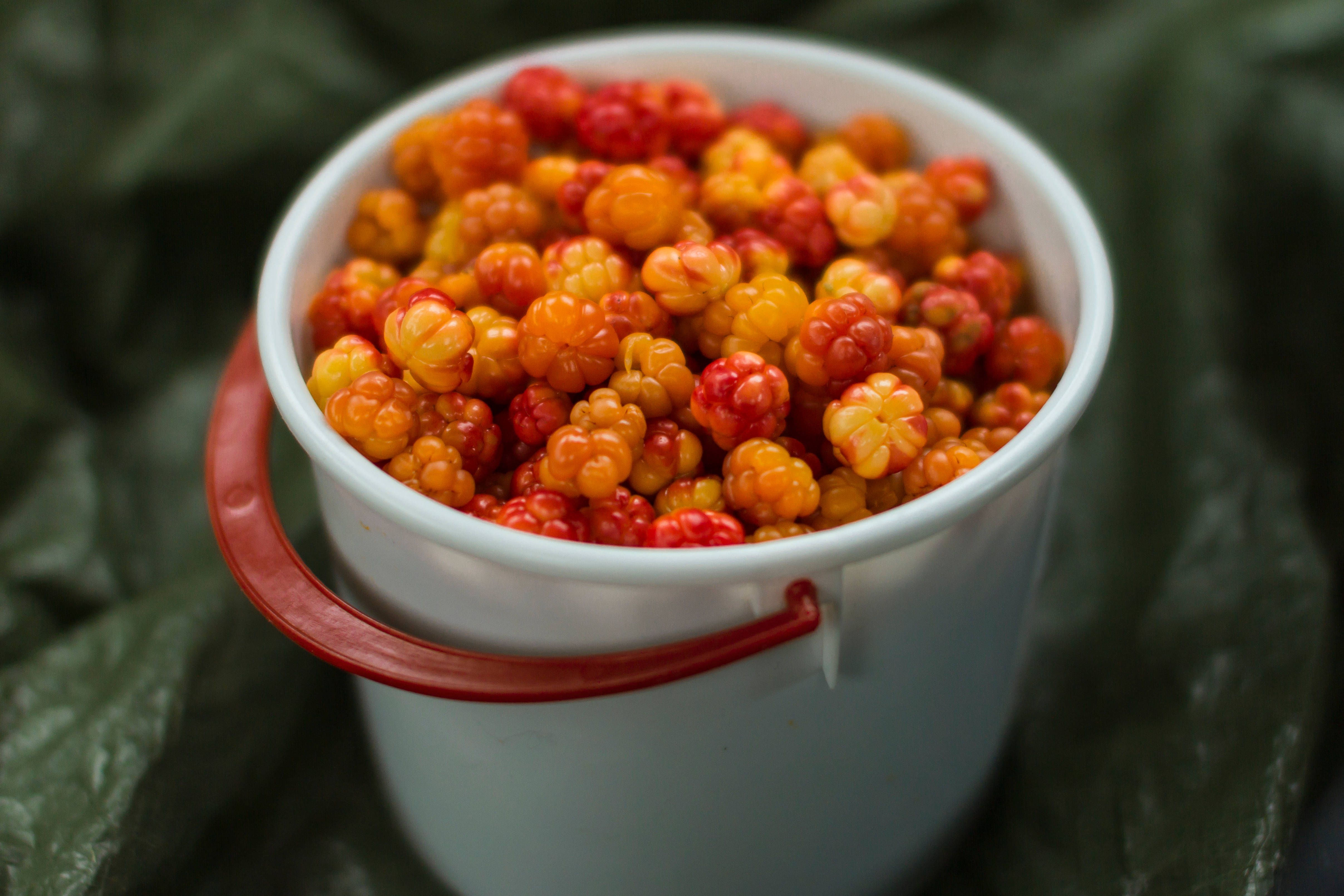 Fruits 桌布 壁紙 — 一個白色水桶配紅色把手，裝滿鮮豔的橙色和紅色雲莓，背景是深綠色的葉子。