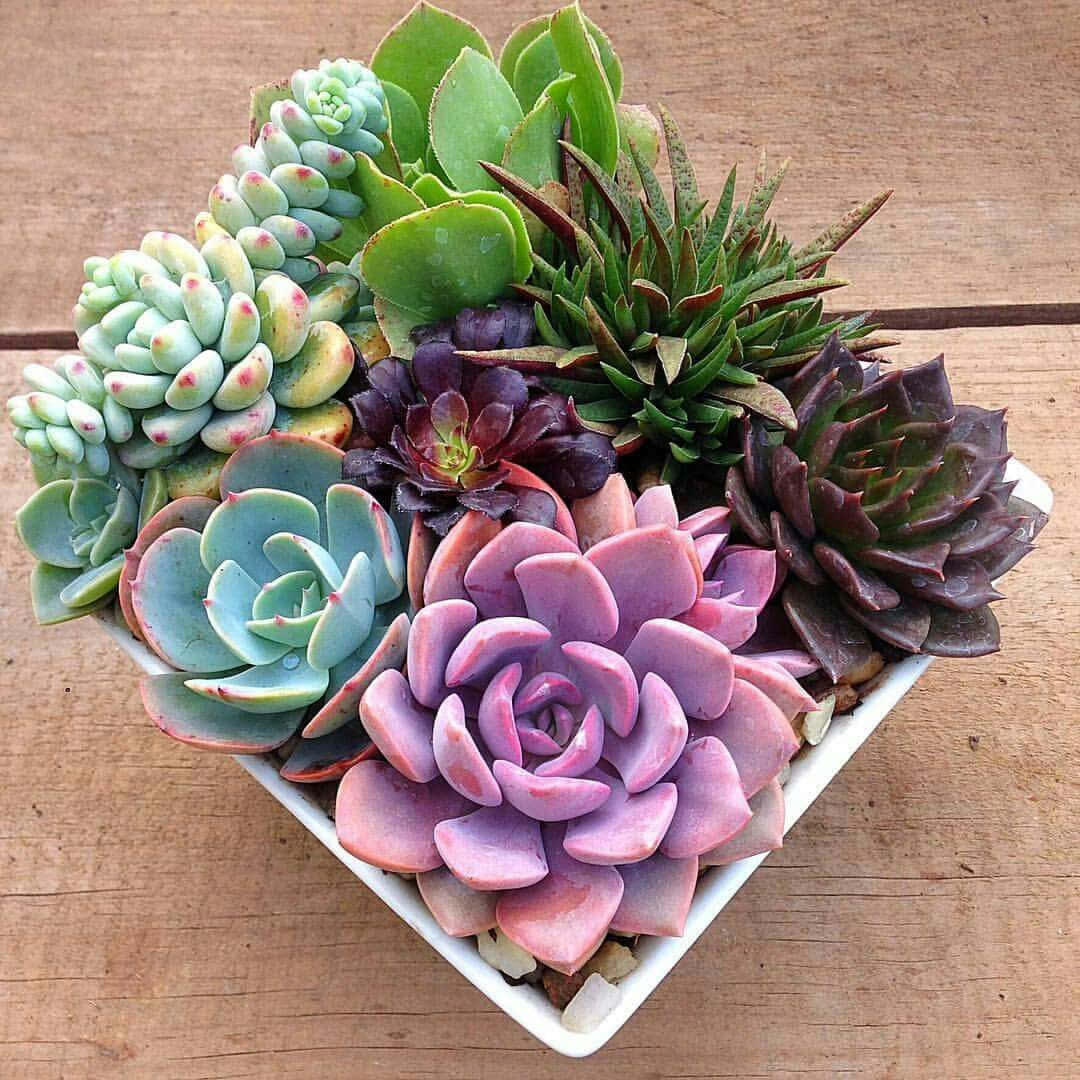 succulent 桌布 壁紙 — 一個白色盤子裡盛放著色彩繽紛的多肉植物，放在溫暖的木質表面上，展現出多樣的紋理和色調。