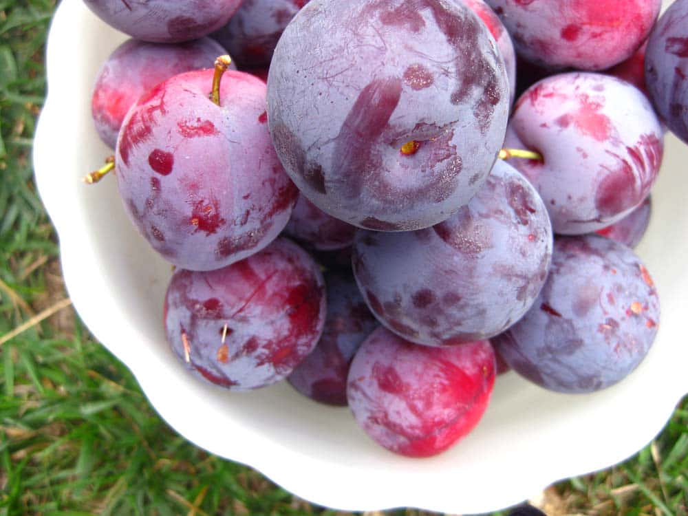 Purple Plums 桌布 壁紙 — 一個白色碗盛滿飽滿的紫色李子，放在鮮綠的草地上，在明亮的日光下。