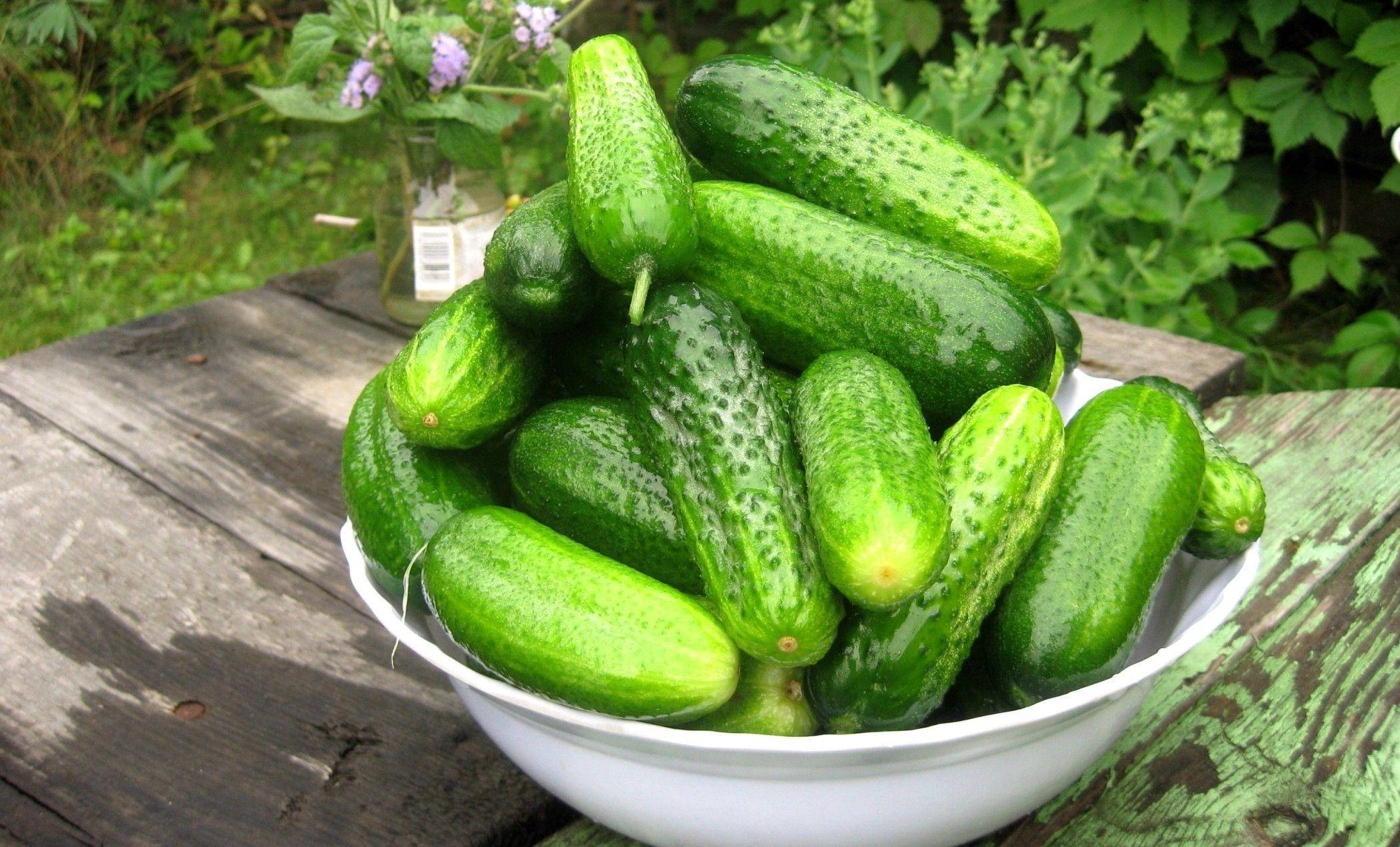 cucumber 桌布 壁紙 — 一個白色碗裝滿新鮮青瓜，放在茂盛花園中一張風化的木桌上。