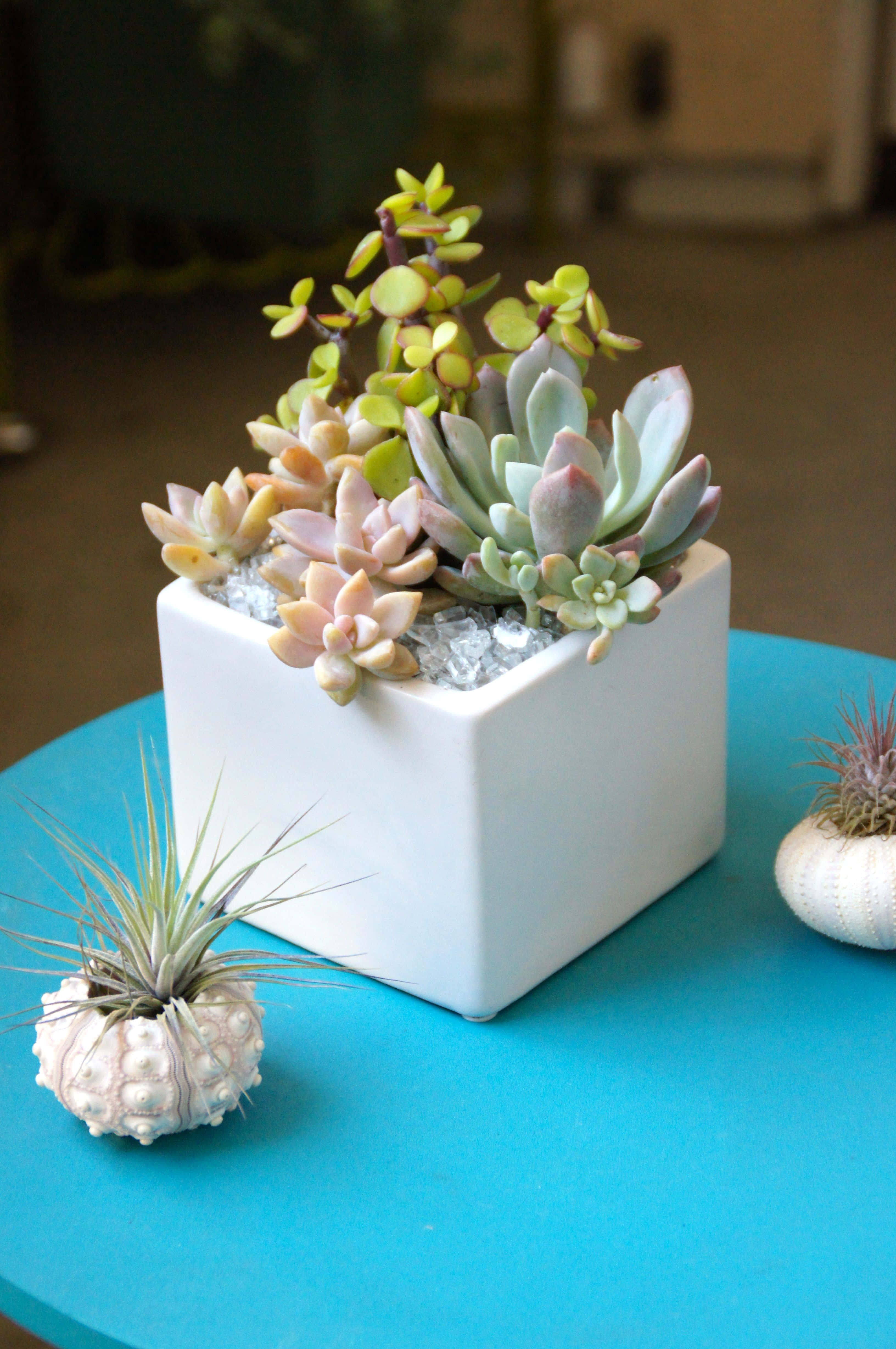 succulent 桌布 壁紙 — 一個白色立方體花盆種滿了色彩繽紛的多肉植物，放在一張充滿活力的藍色桌子上，旁邊有兩個貝殼盆的空氣植物。