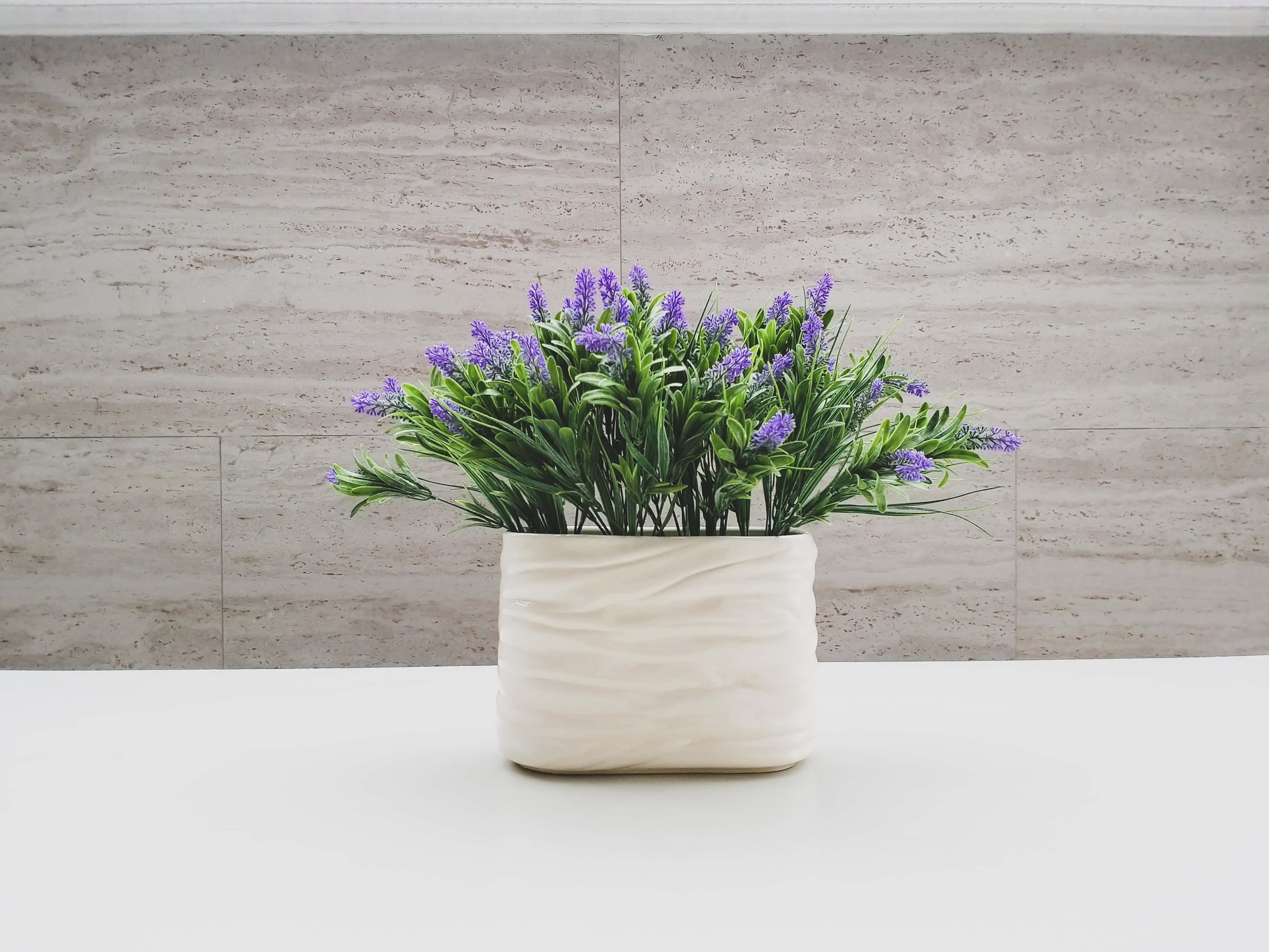 Lavender 桌布 壁紙 — 一個白色紋理花瓶，插滿茂盛的綠色植物和紫色薰衣草，放在潔白的表面上，背景是中性石牆。