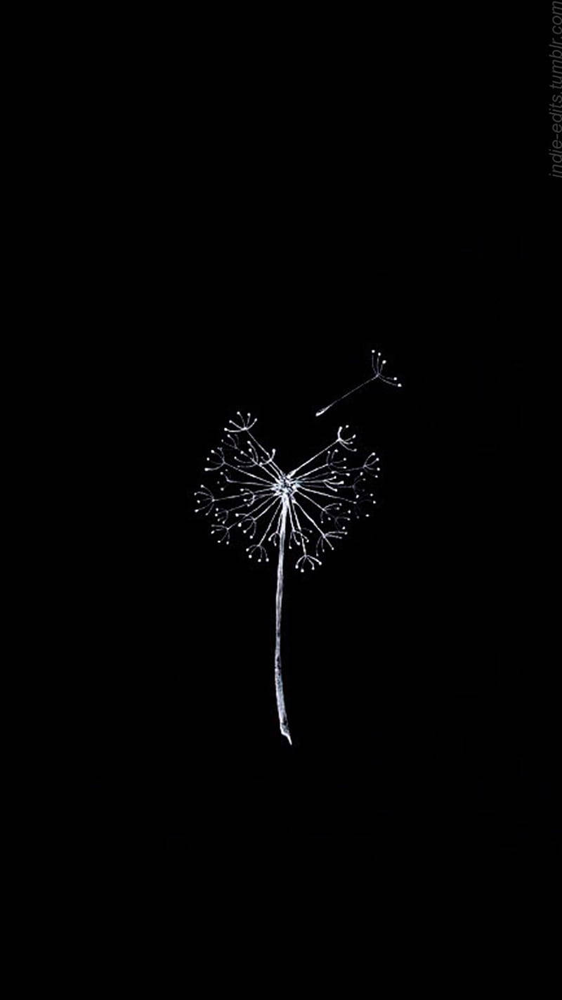 花 桌布 壁紙 — 一個白色蒲公英種子頭漂浮在 stark 黑色背景上，其中一顆種子飄走。