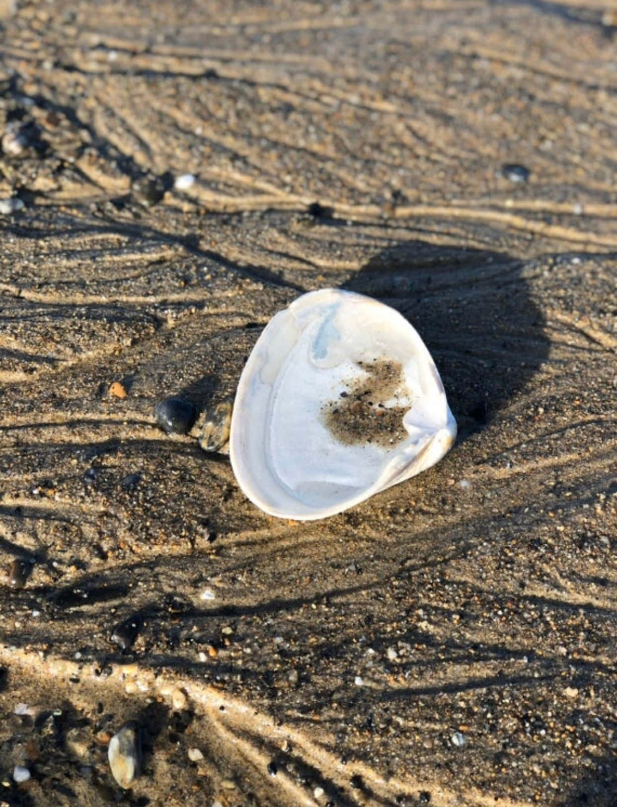 Clam Shell 桌布 壁紙 — 一個白色貝殼放在有紋理的濕沙上，可見潮汐線和小鵝卵石。