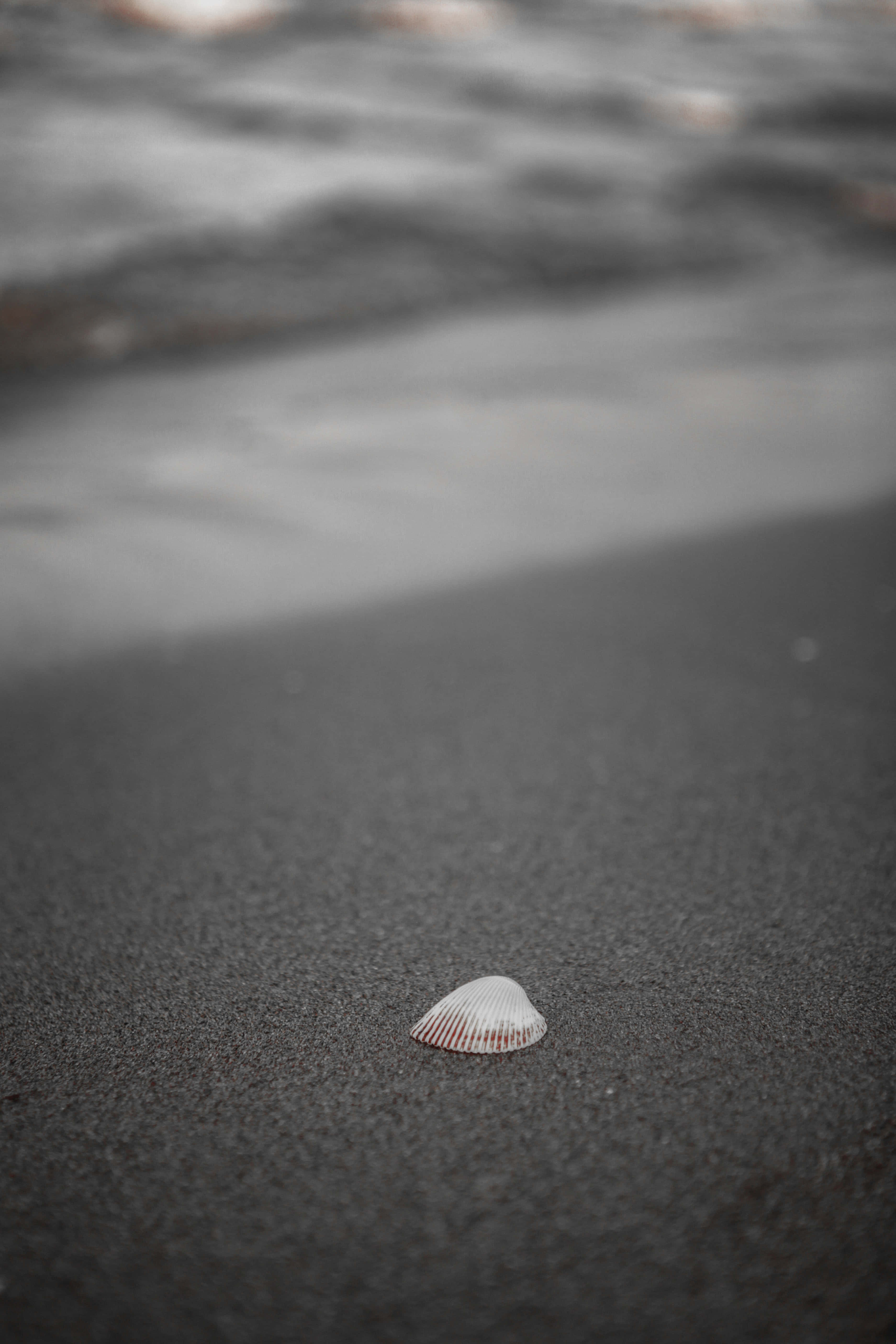 Aesthetic Beachy 桌布 壁紙 — 一個白色貝殼躺在深色濕沙上，背景中溫柔的海浪輕輕湧入。