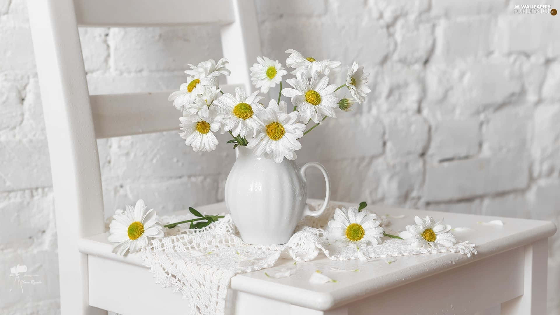 Daisy Aesthetic Computer 桌布 壁紙 — 一個白色陶瓷花瓶插滿新鮮雛菊，放在白色椅子上，背景是白色磚牆，散落的花瓣和蕾絲增添精緻魅力。