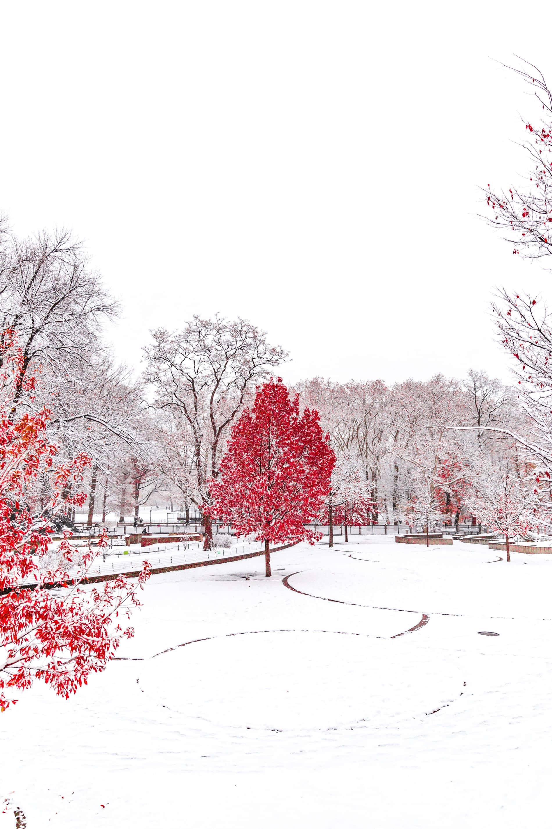 Winter 桌布 壁紙 — 一個白雪覆蓋的公園場景，鮮紅色的樹木在陰天下的白色冬季景觀中脫穎而出。